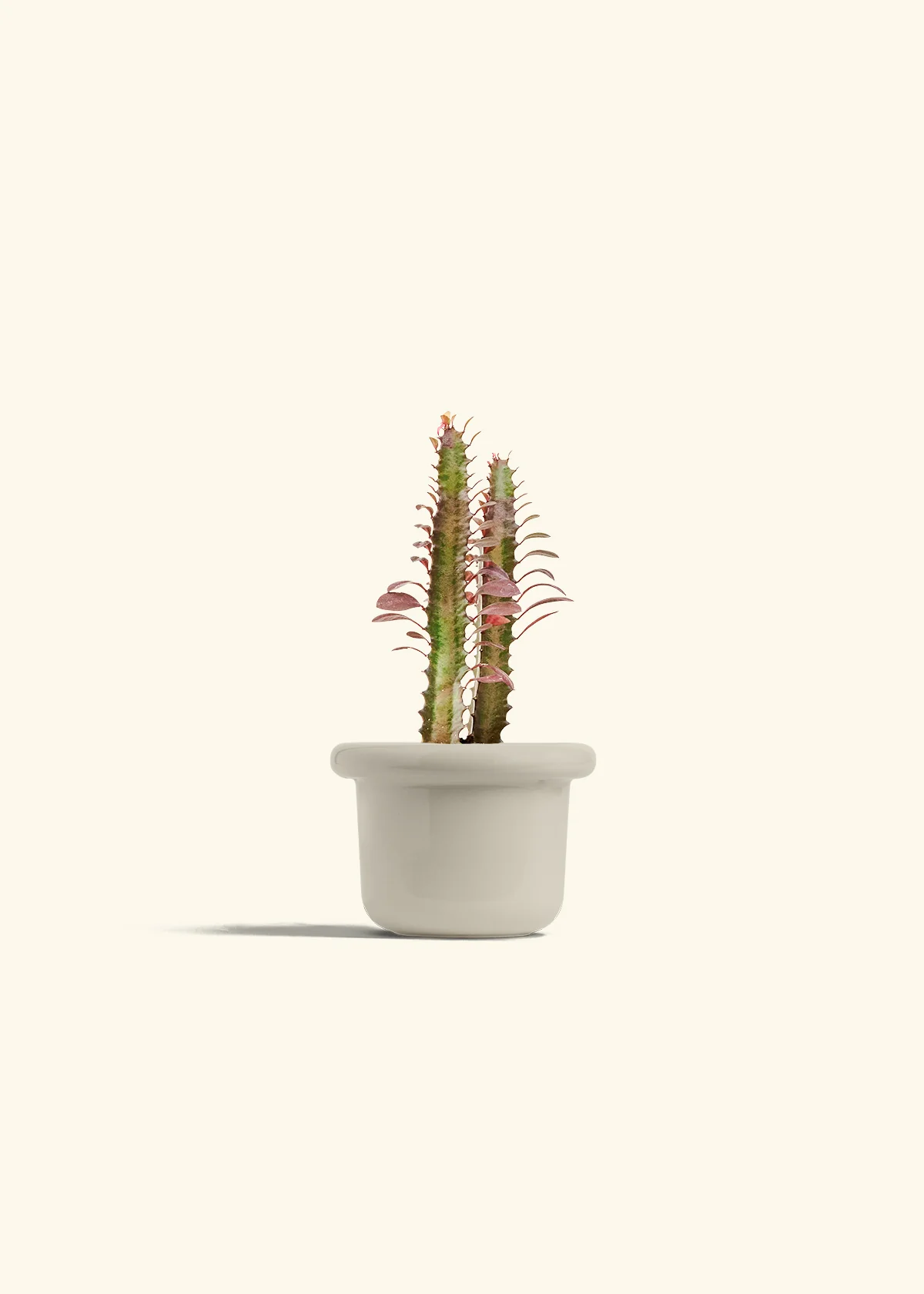 African Milk Tree, Small - Image 12