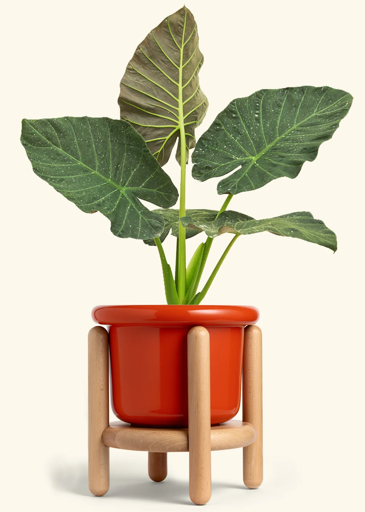 Alocasia 'Regal Shields', XL - Image 14