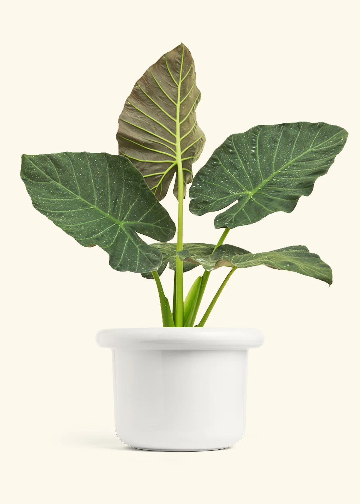 Alocasia 'Regal Shields', XL - Image 3