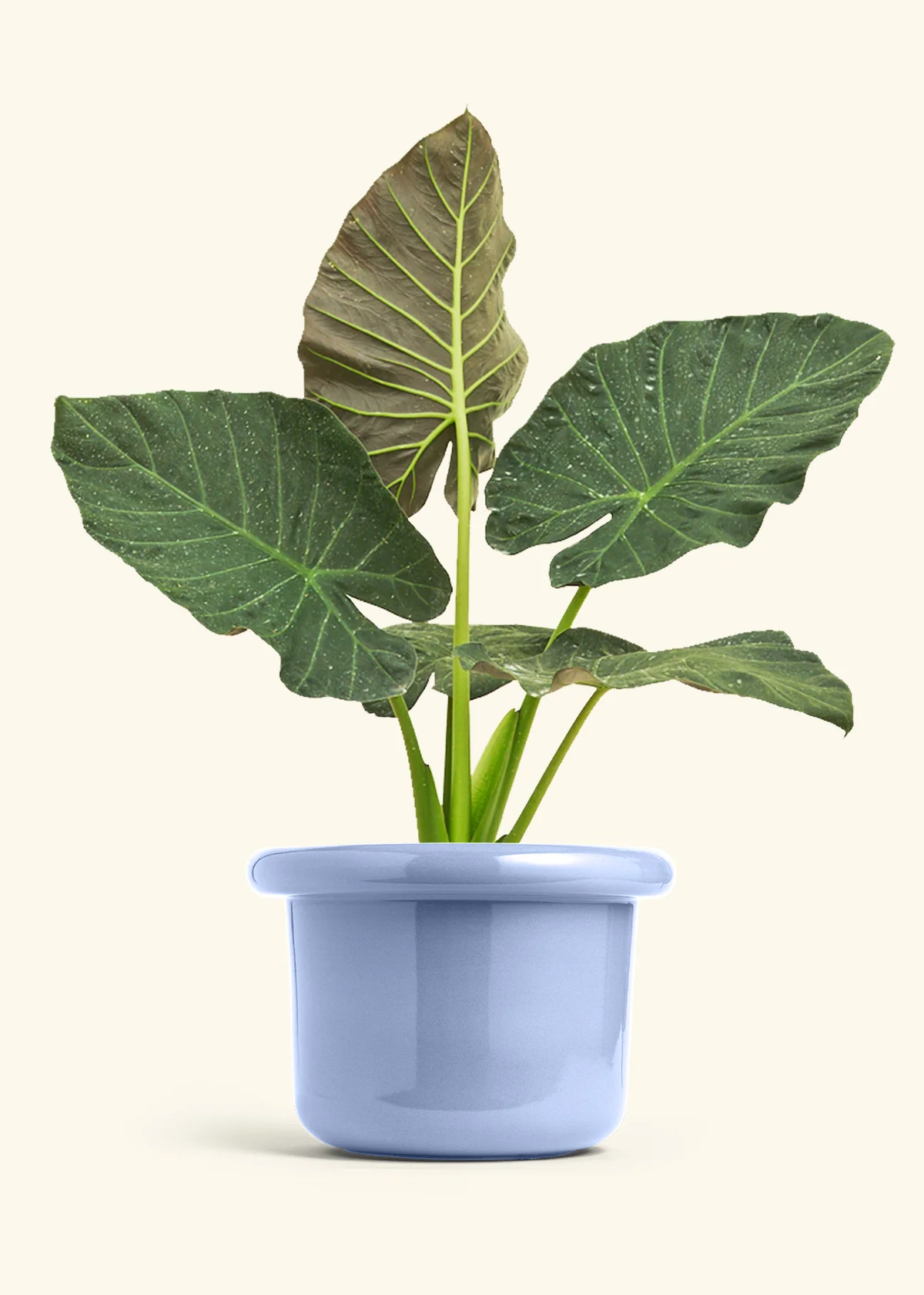 Alocasia 'Regal Shields', XL - Image 7