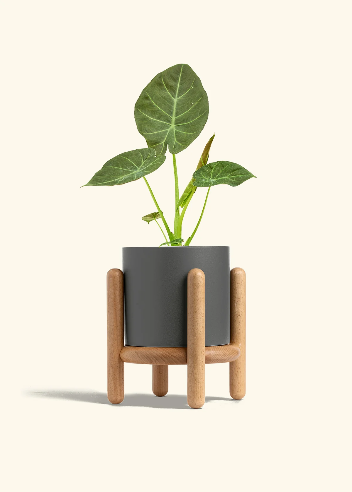 Alocasia 'Regal Shields', Medium - Image 31