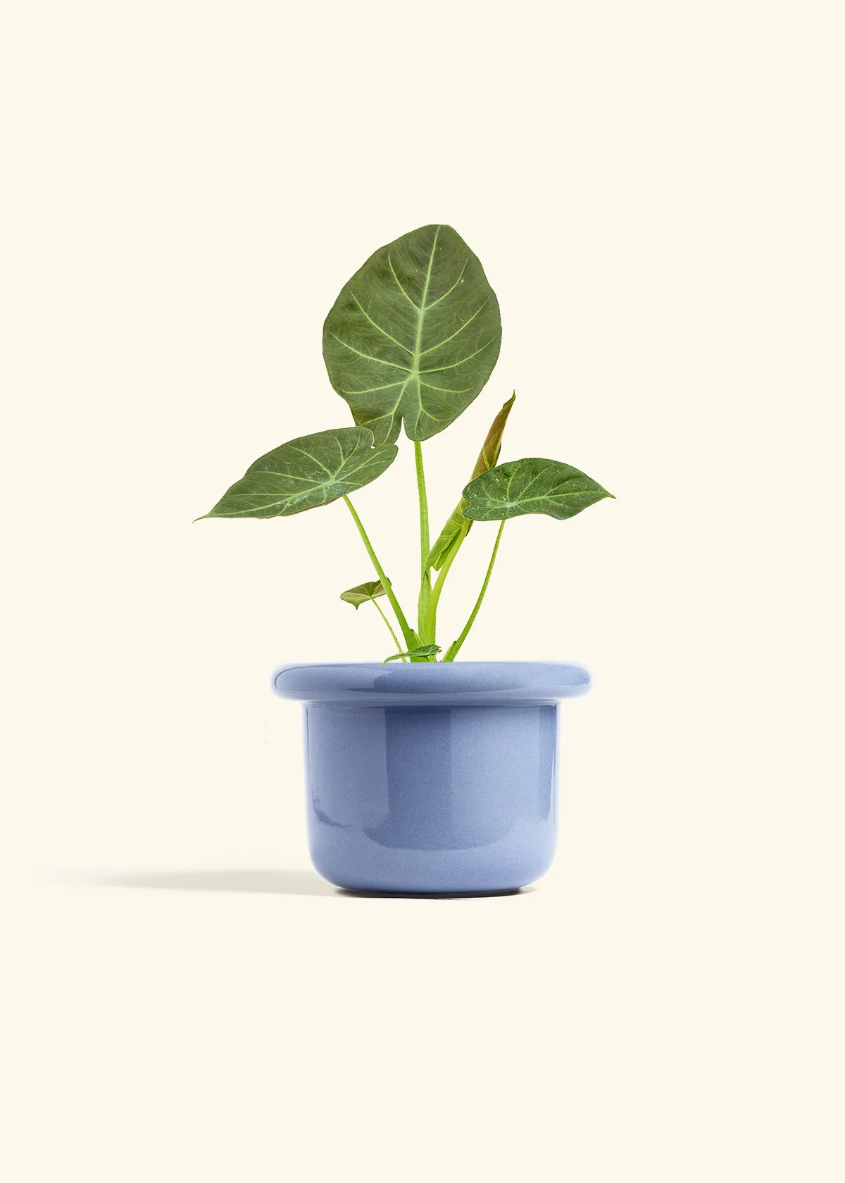Alocasia 'Regal Shields', Medium - Image 8