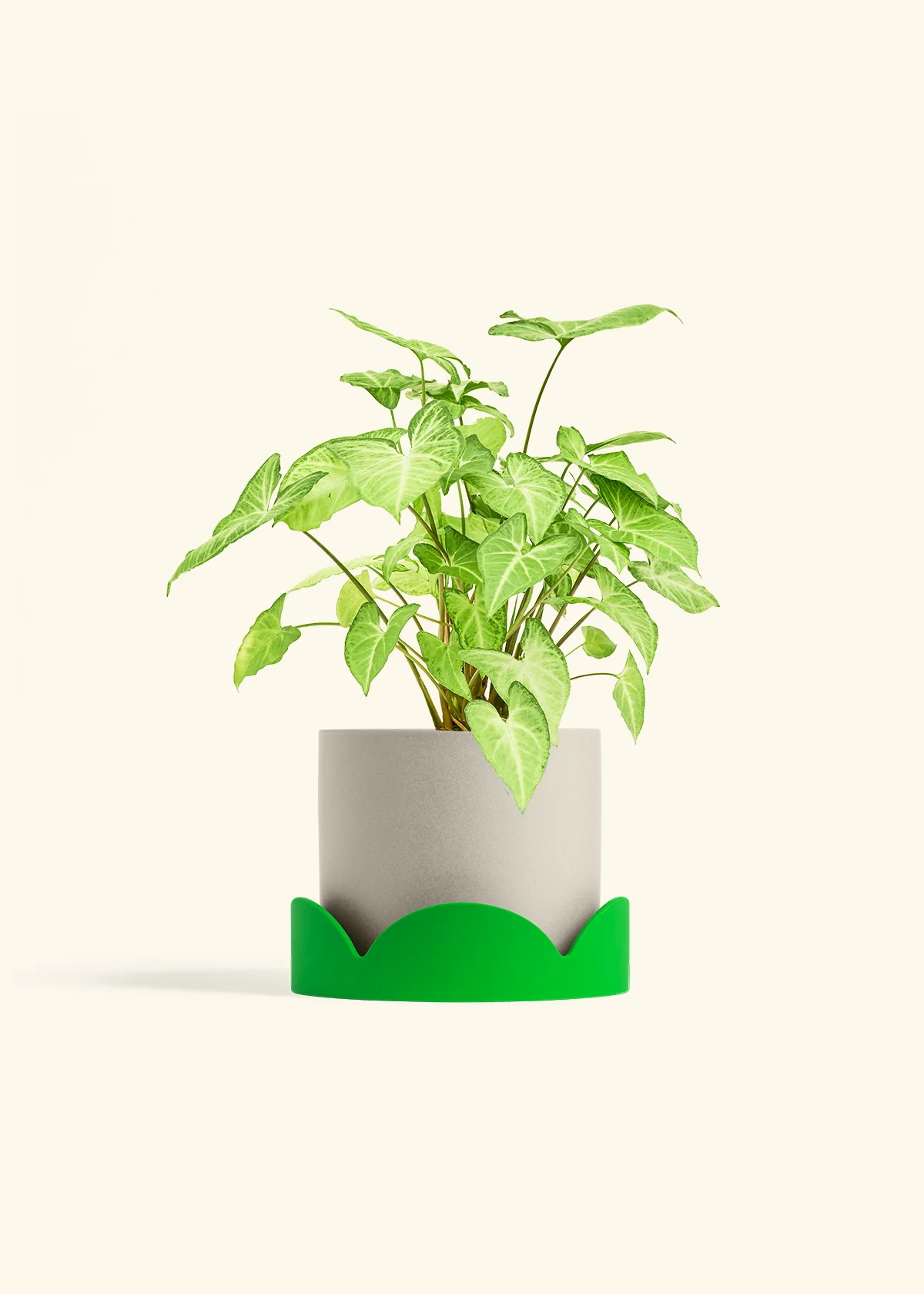 White Arrowhead Plant, Medium - Image 33