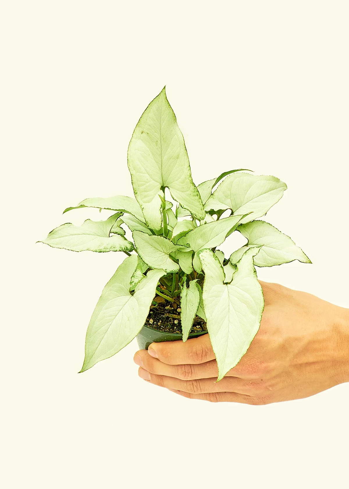 White Arrowhead Plant, Small - Image 3