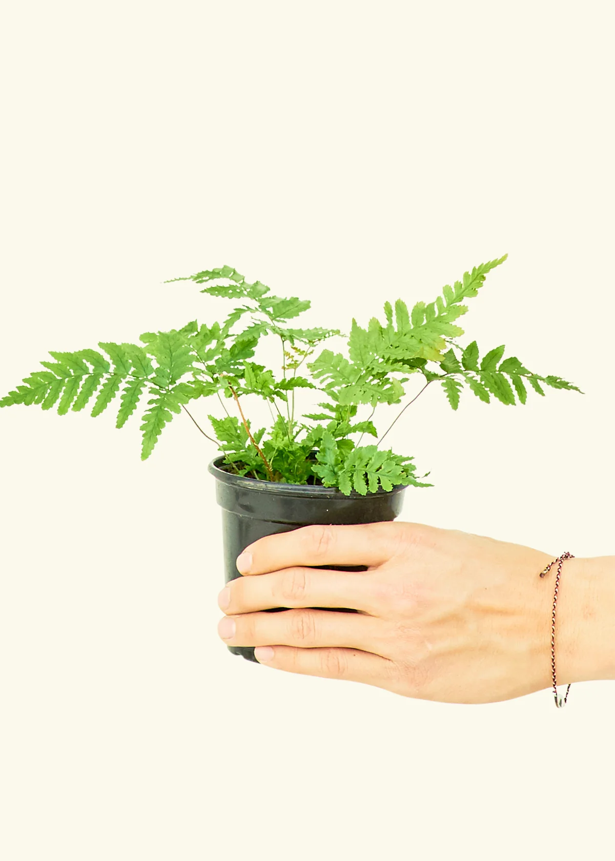 Autumn Fern, Small - Image 5