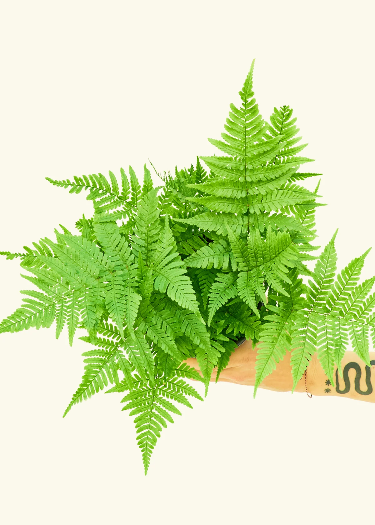 Autumn Fern, Small - Image 7