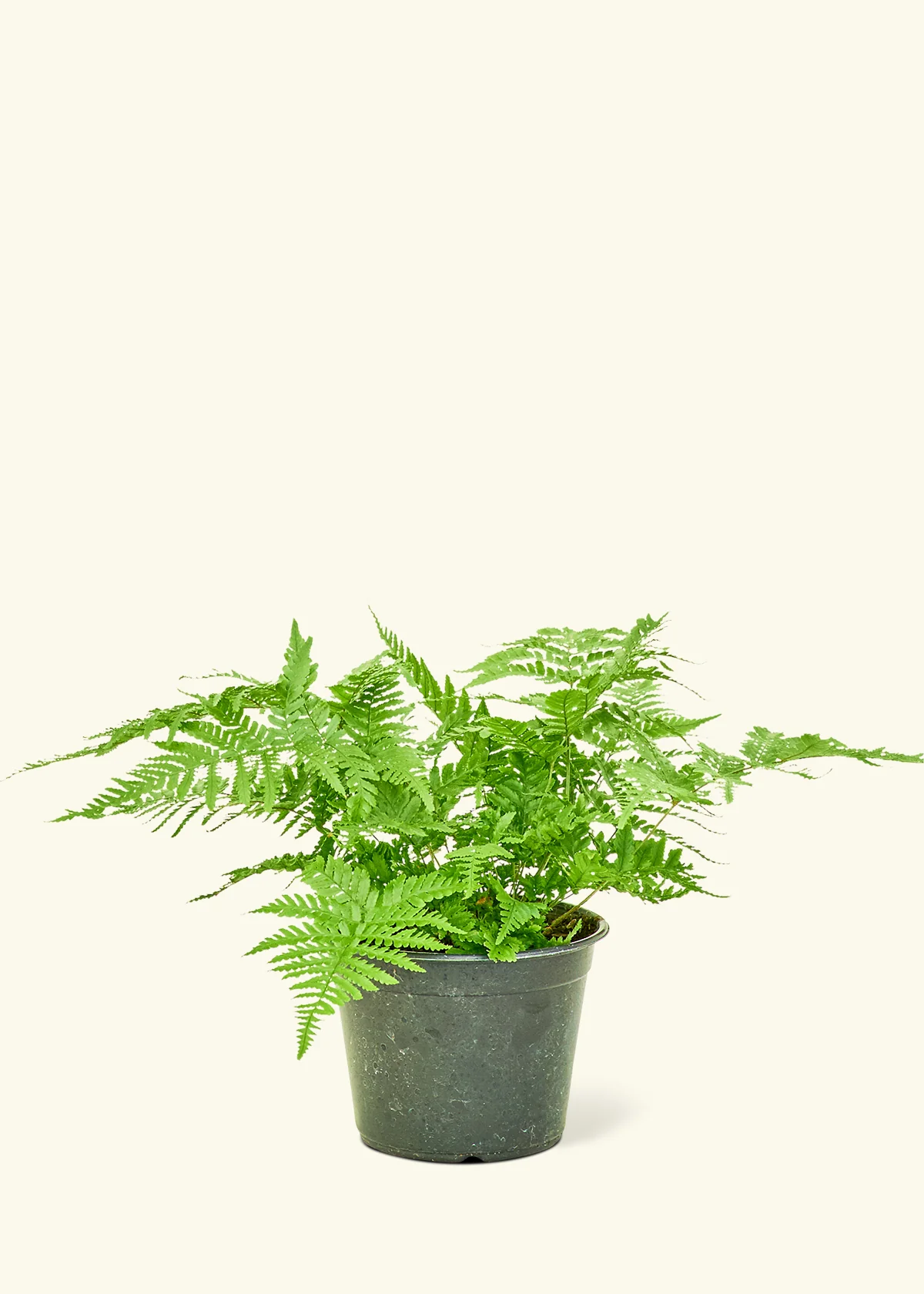 Autumn Fern, Small - Image 8