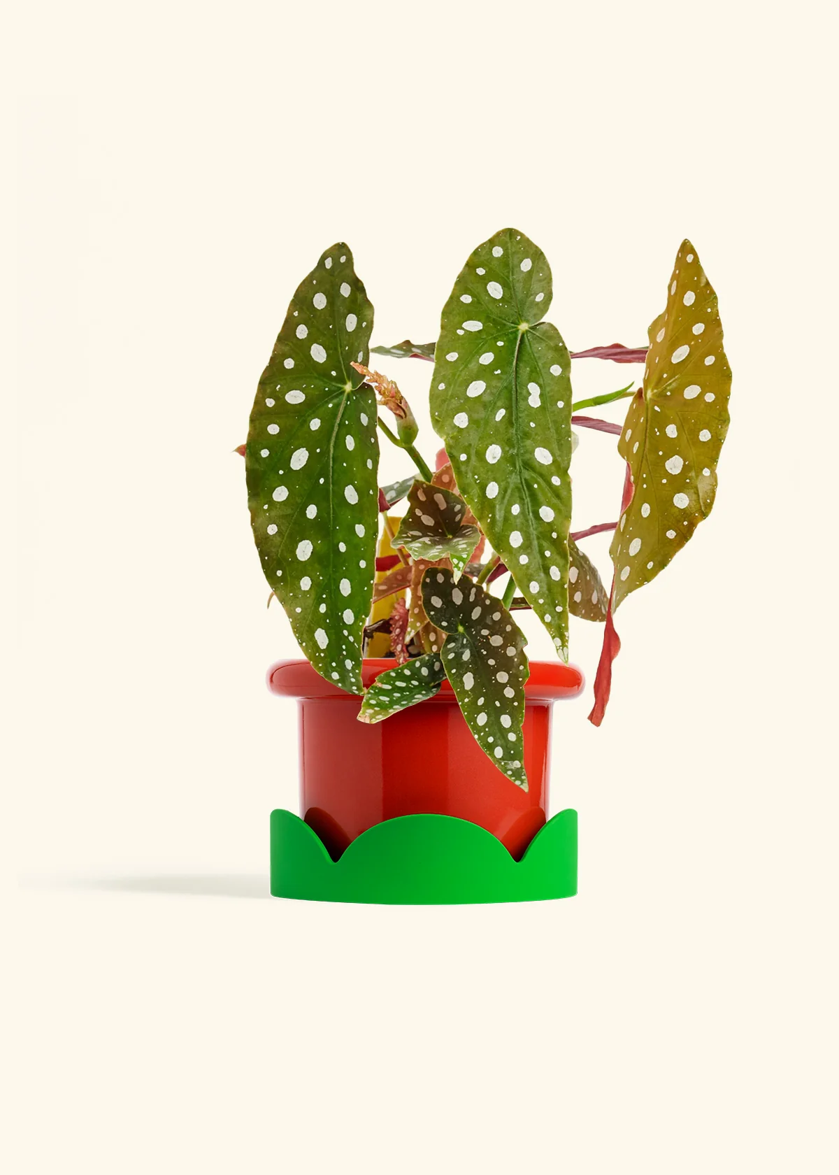 Begonia maculata, Medium - Image 13