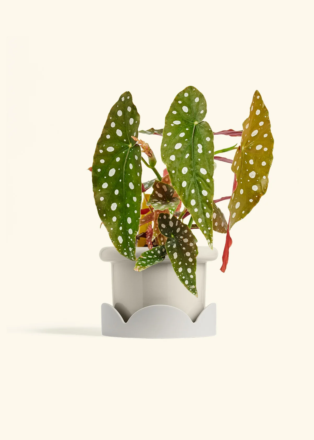 Begonia maculata, Medium - Image 18