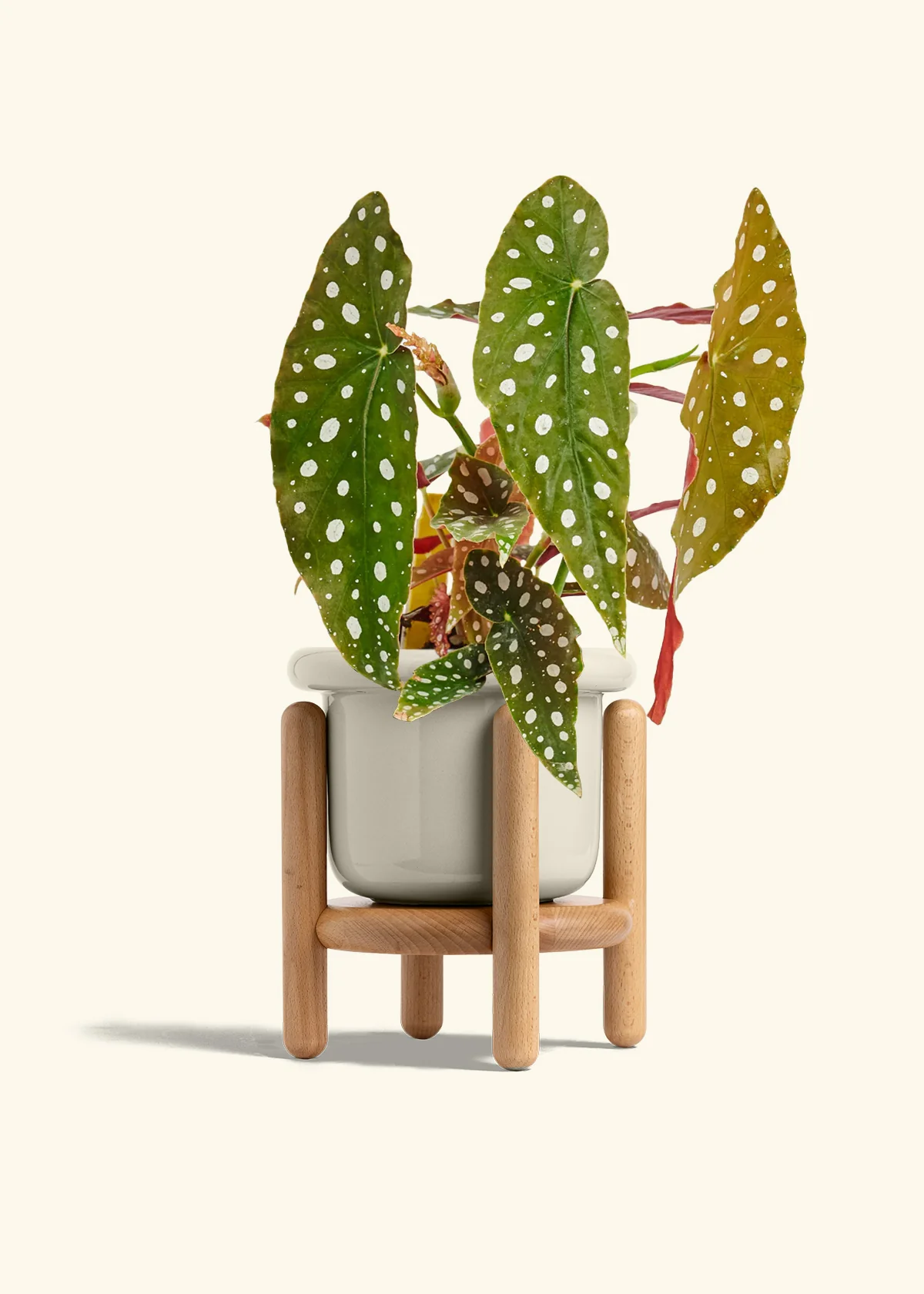 Begonia maculata, Medium - Image 19