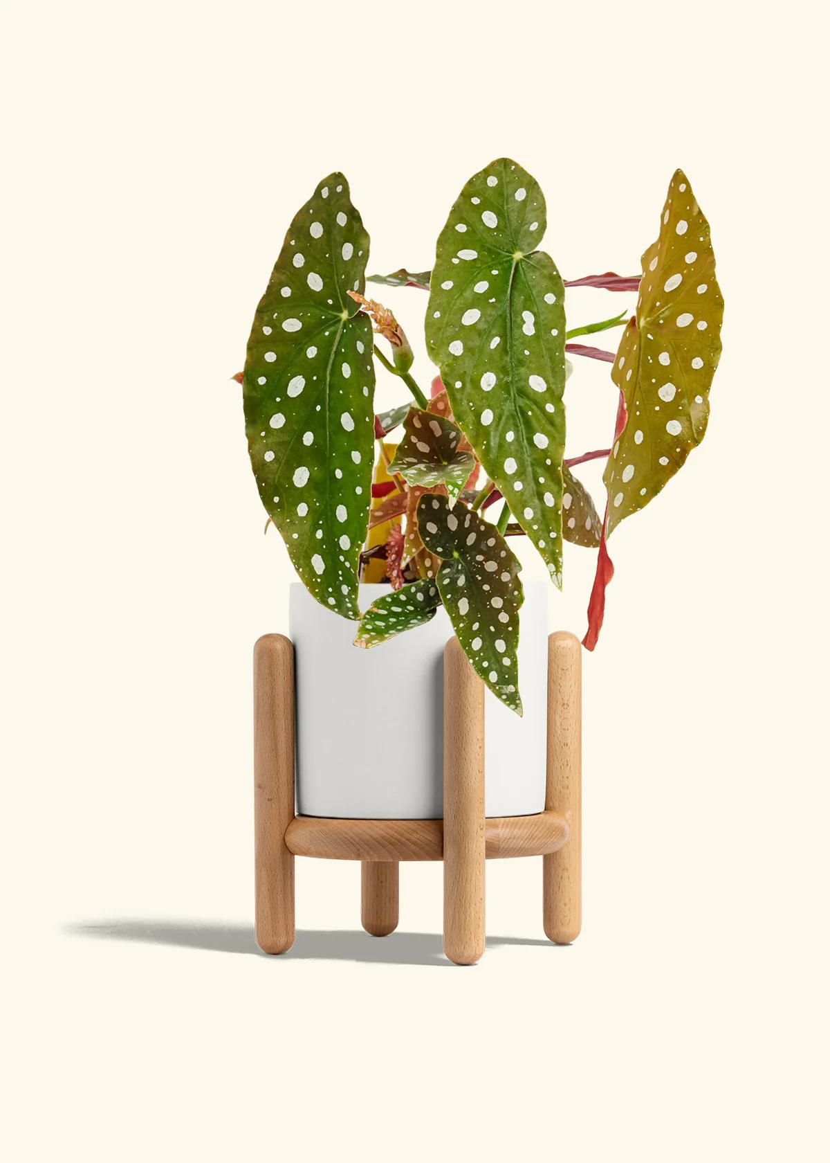 Begonia maculata, Medium - Image 23