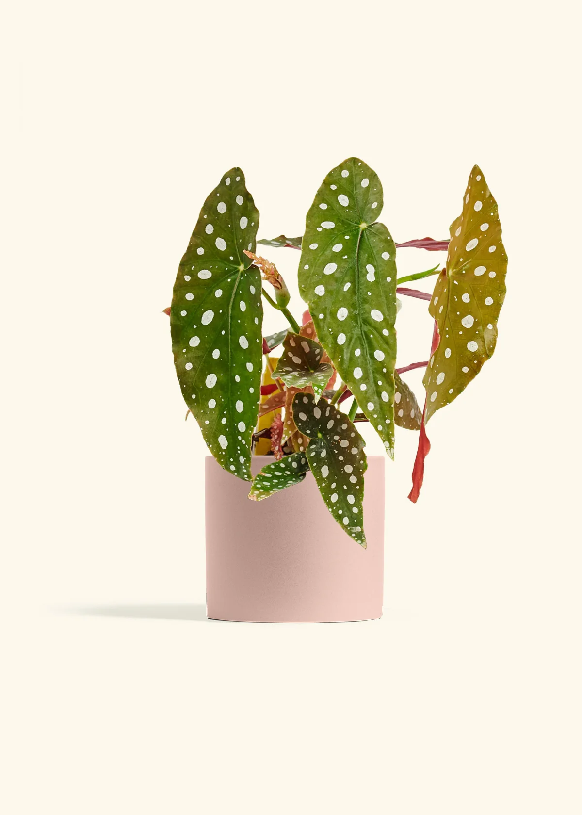 Begonia maculata, Medium - Image 24