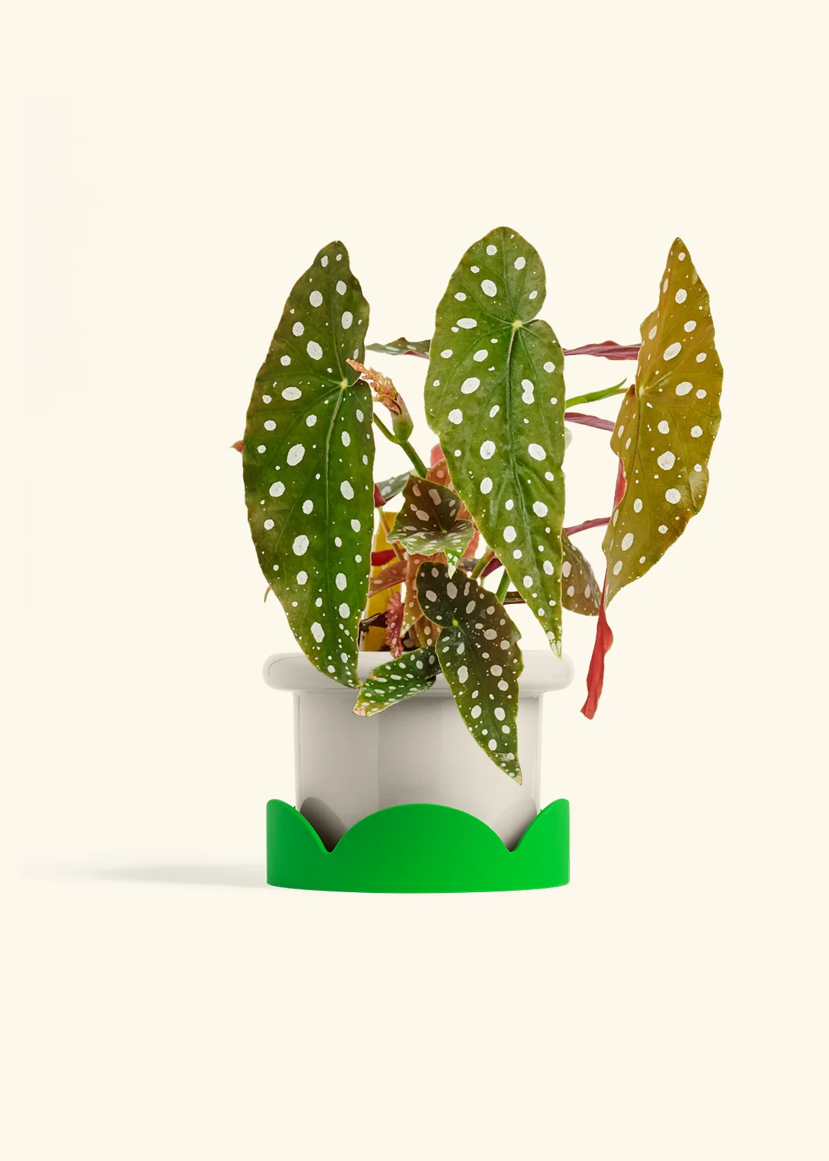 Begonia maculata, Medium - Image 33