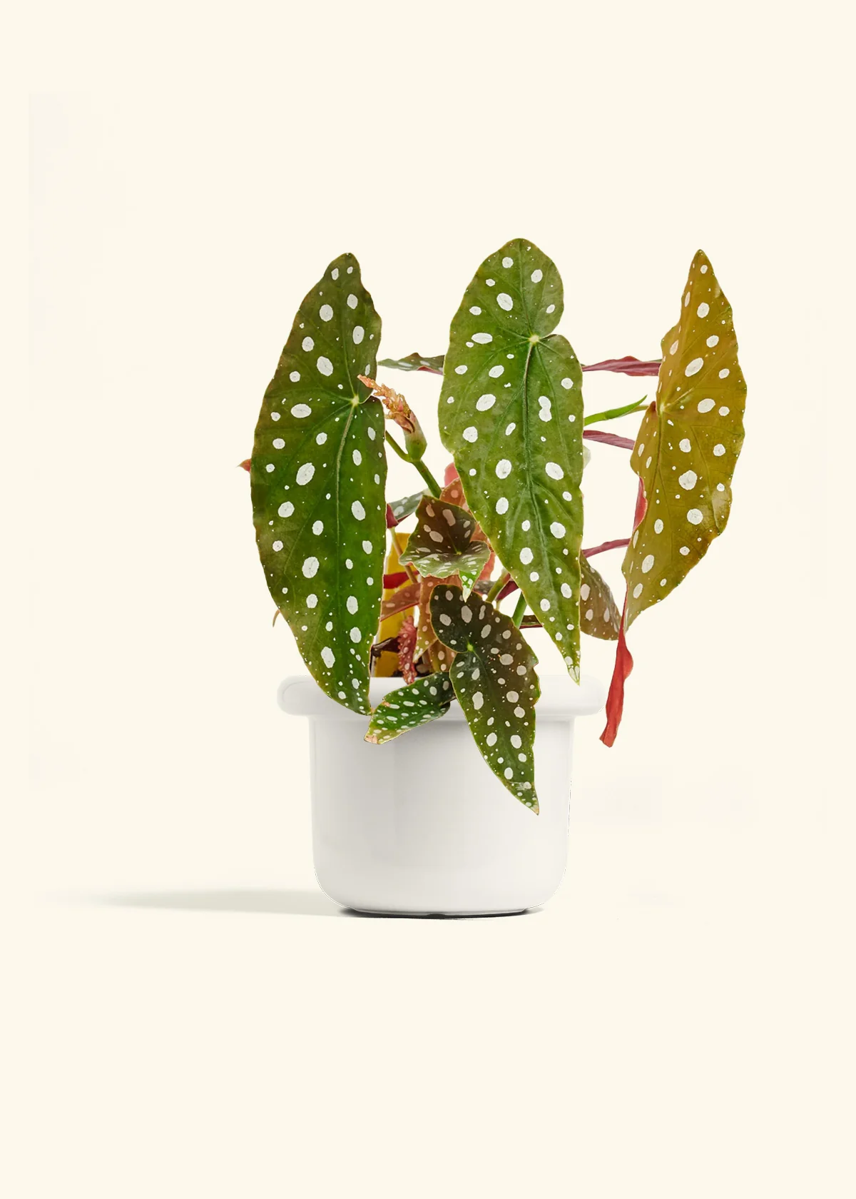 Begonia maculata, Medium - Image 4