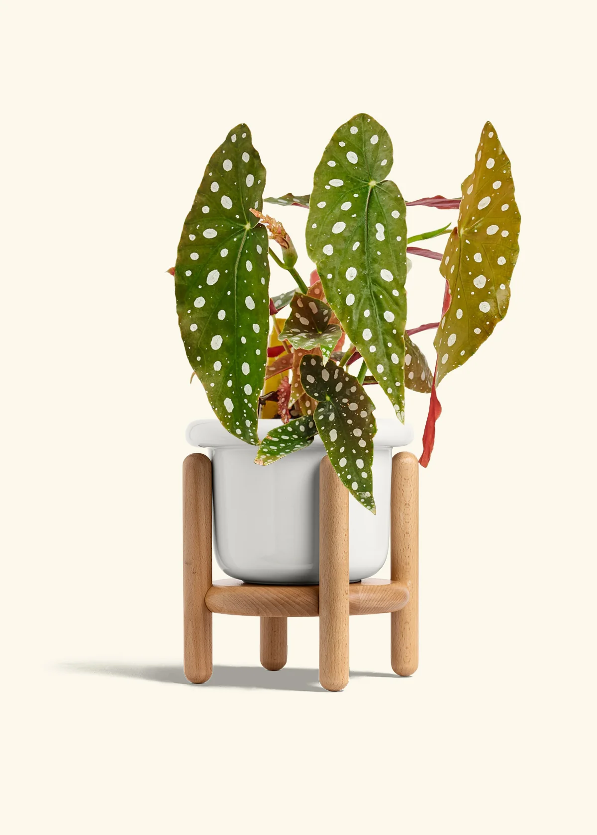 Begonia maculata, Medium - Image 7