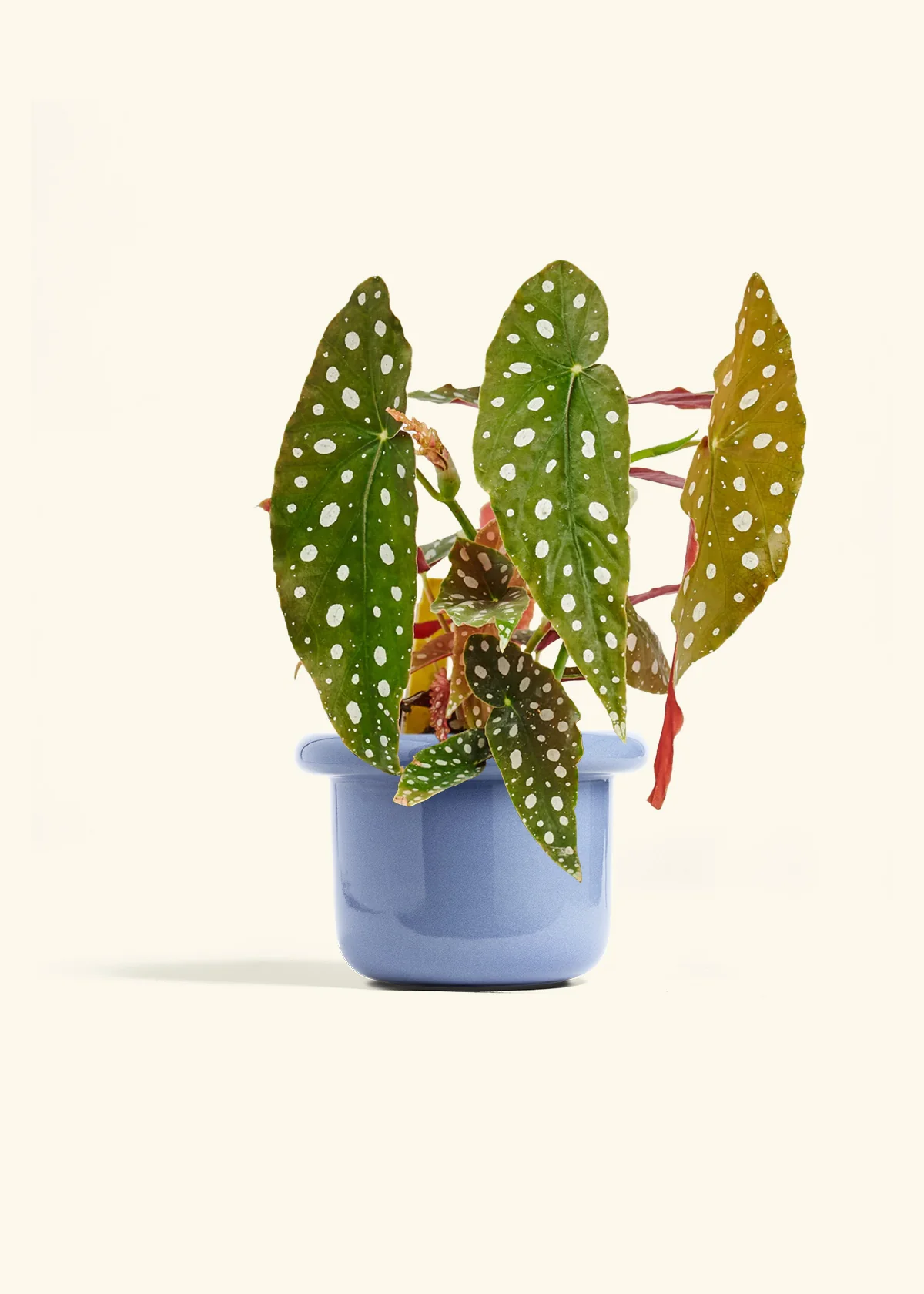 Begonia maculata, Medium - Image 8