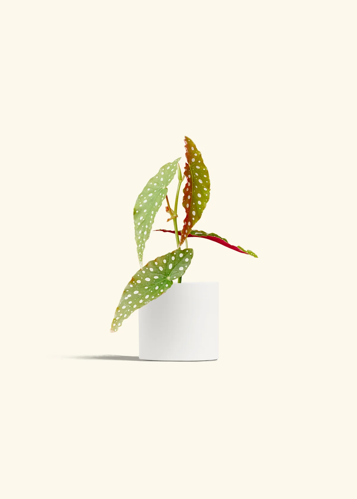 Begonia maculata, Small - Image 4