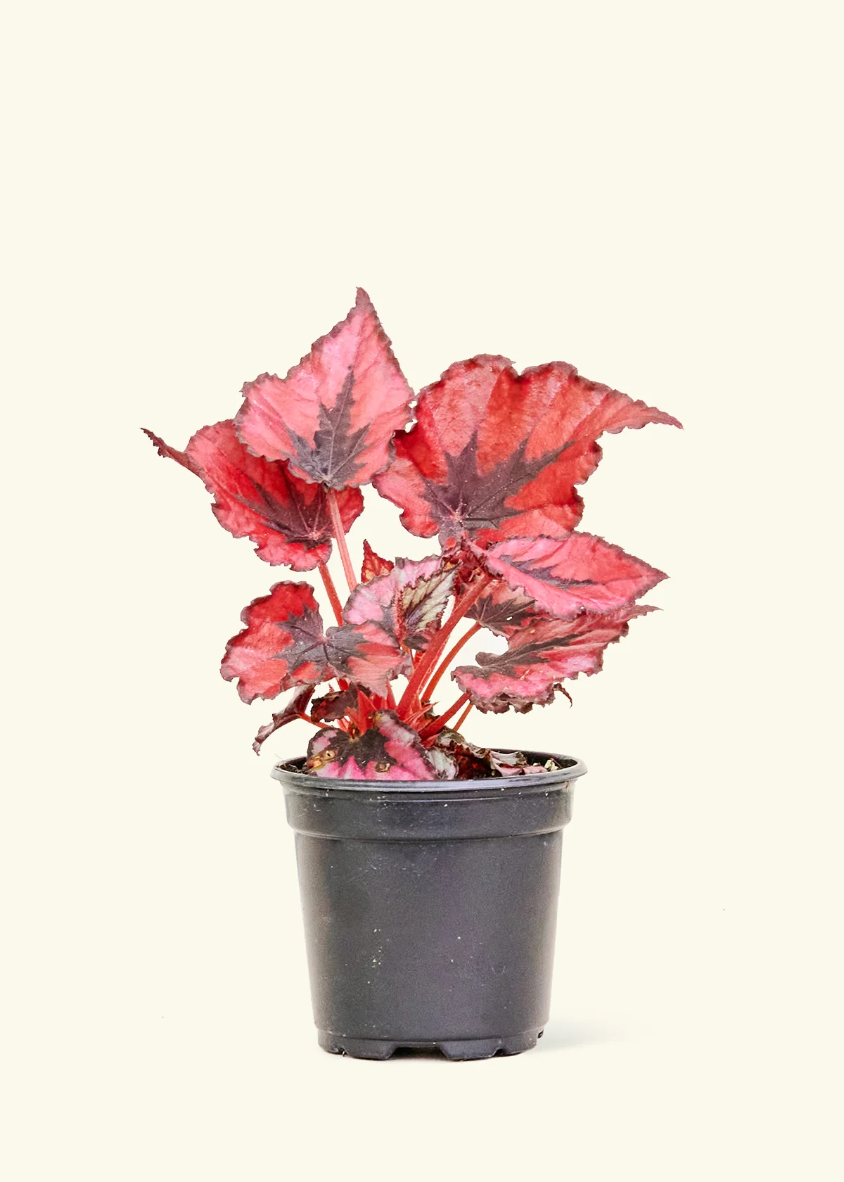 Begonia 'Red Robin'