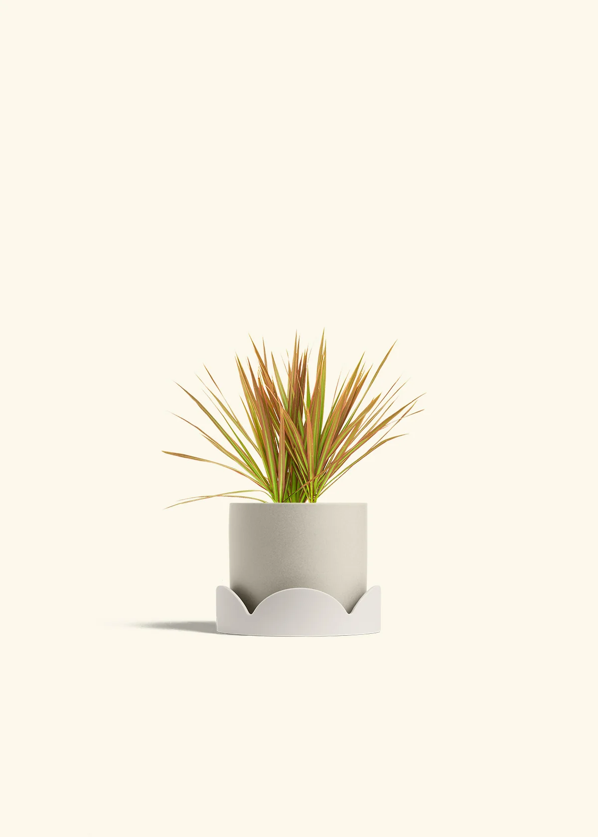 Bicolor Dragon Tree, Small - Image 34