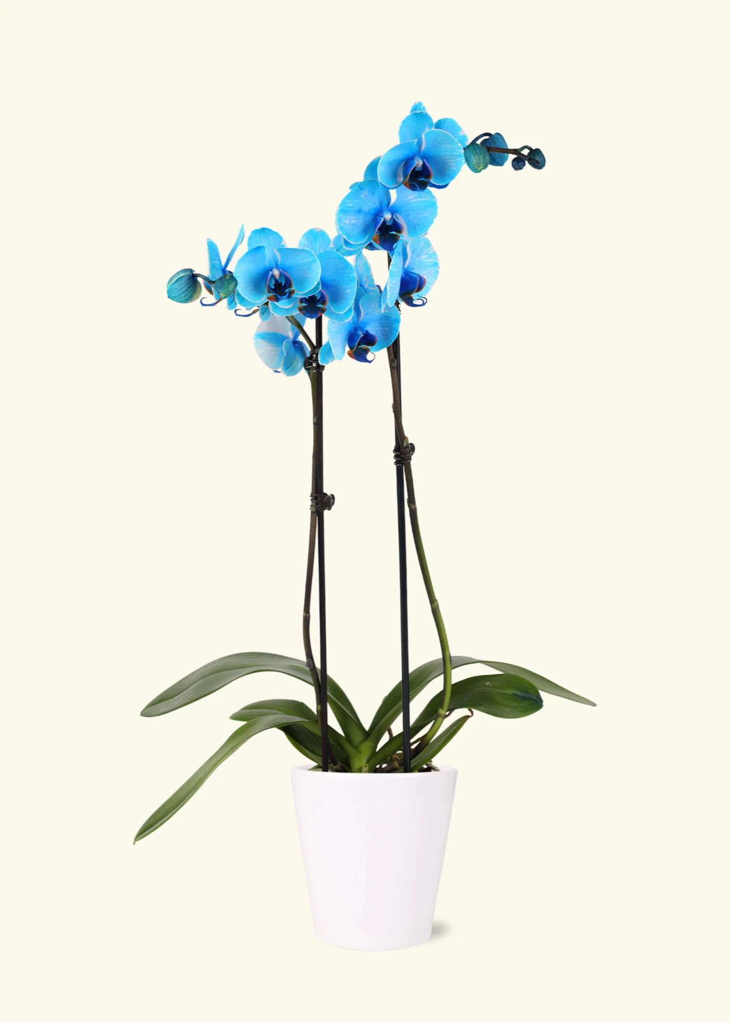 Blue Watercolor Orchid, Medium - Image 2