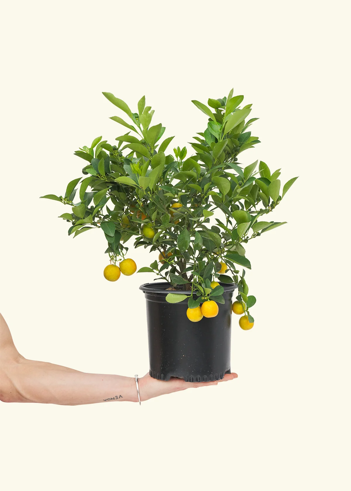 Calamansi Tree, Large - Image 2