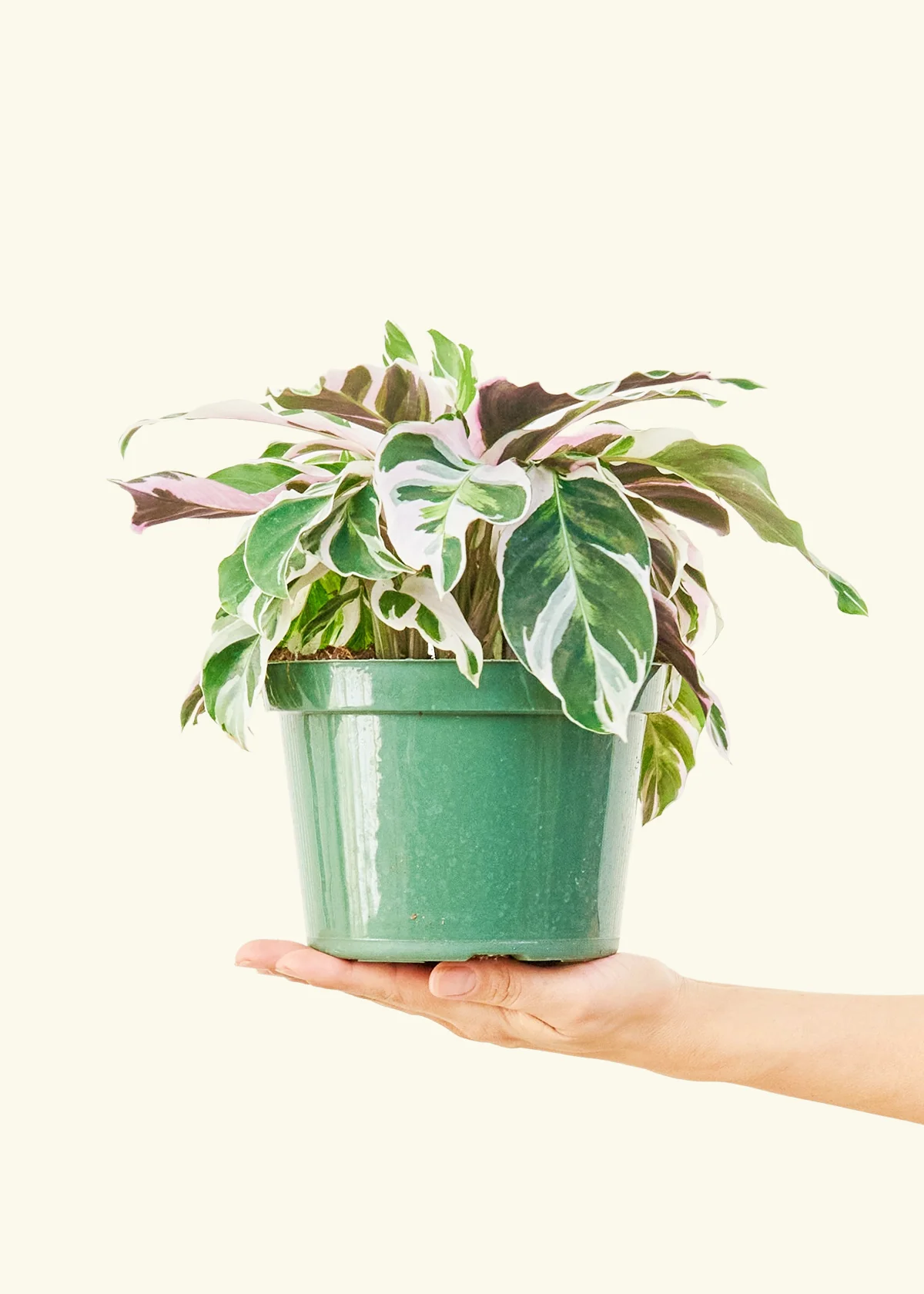 Calathea 'Fusion White', Medium - Image 2