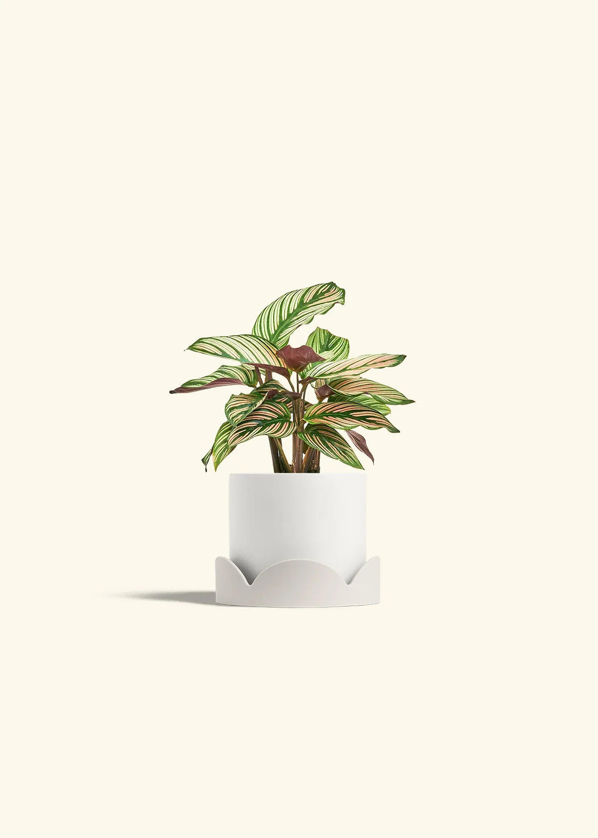 Calathea 'White Star', Small - Image 22