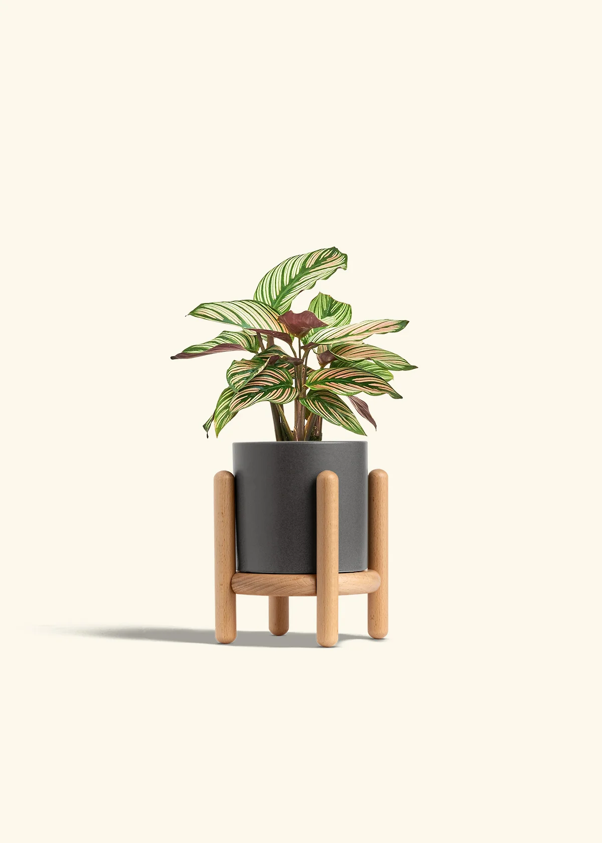 Calathea 'White Star', Small - Image 31