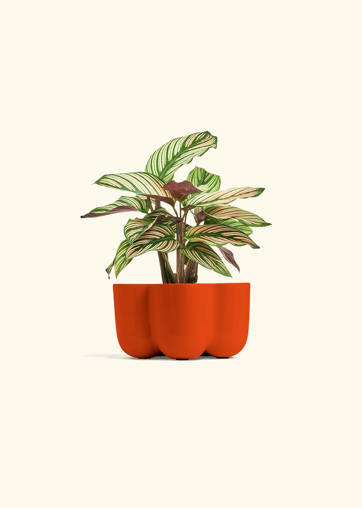Calathea 'White Star', Small - Image 36