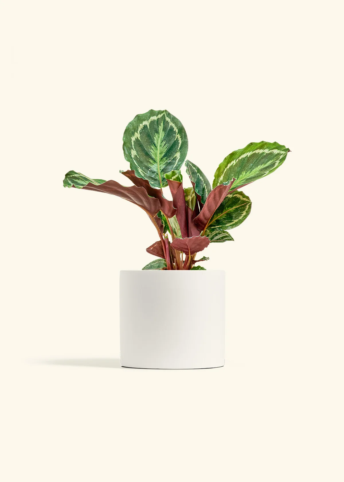 Calathea 'Medallion', Medium - Image 3
