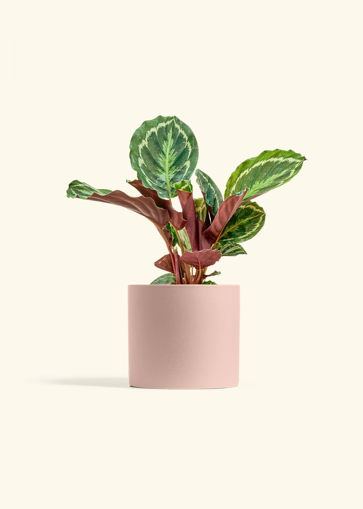 Calathea 'Medallion', Medium - Image 4
