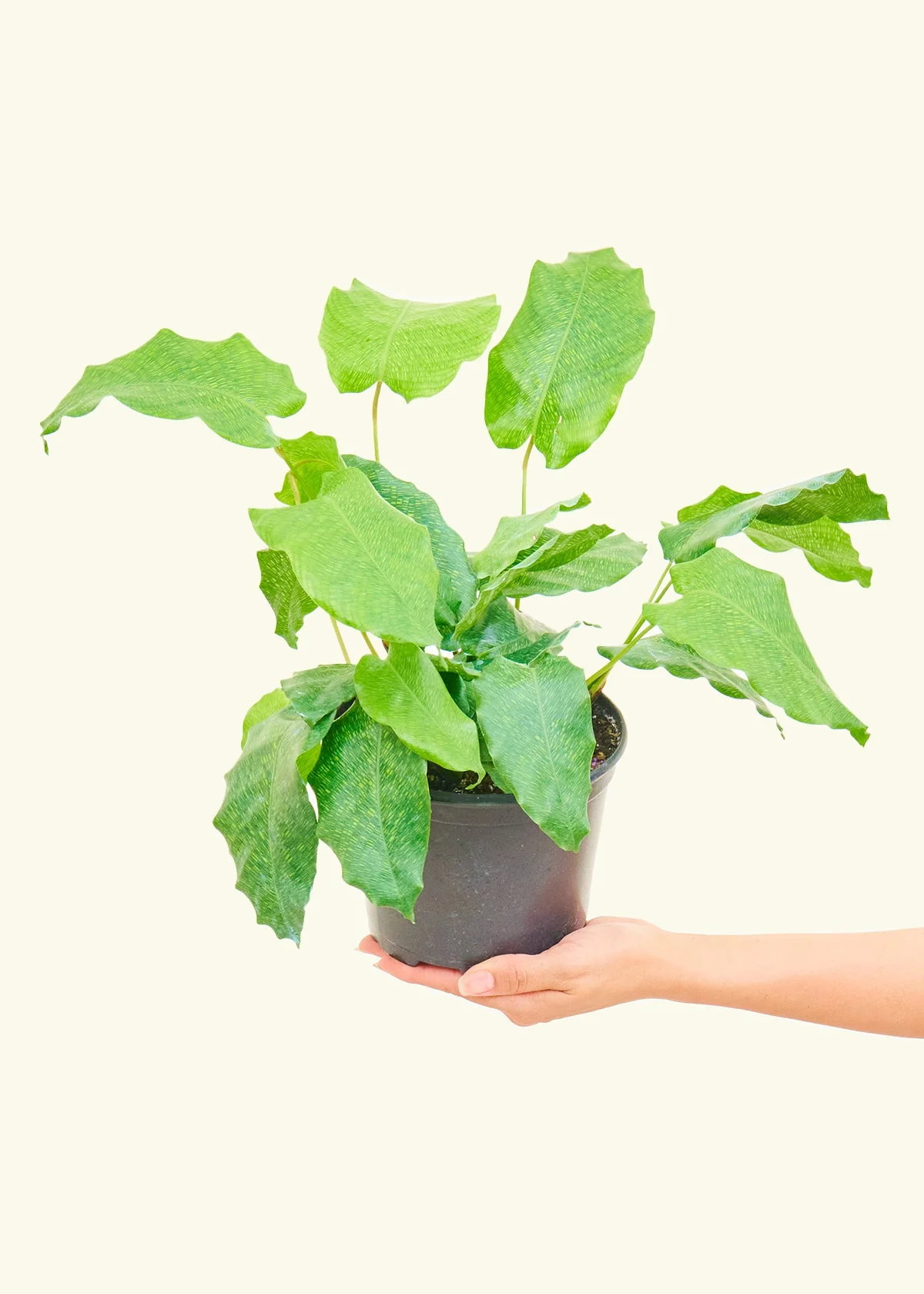 Calathea musaica, Small - Image 3