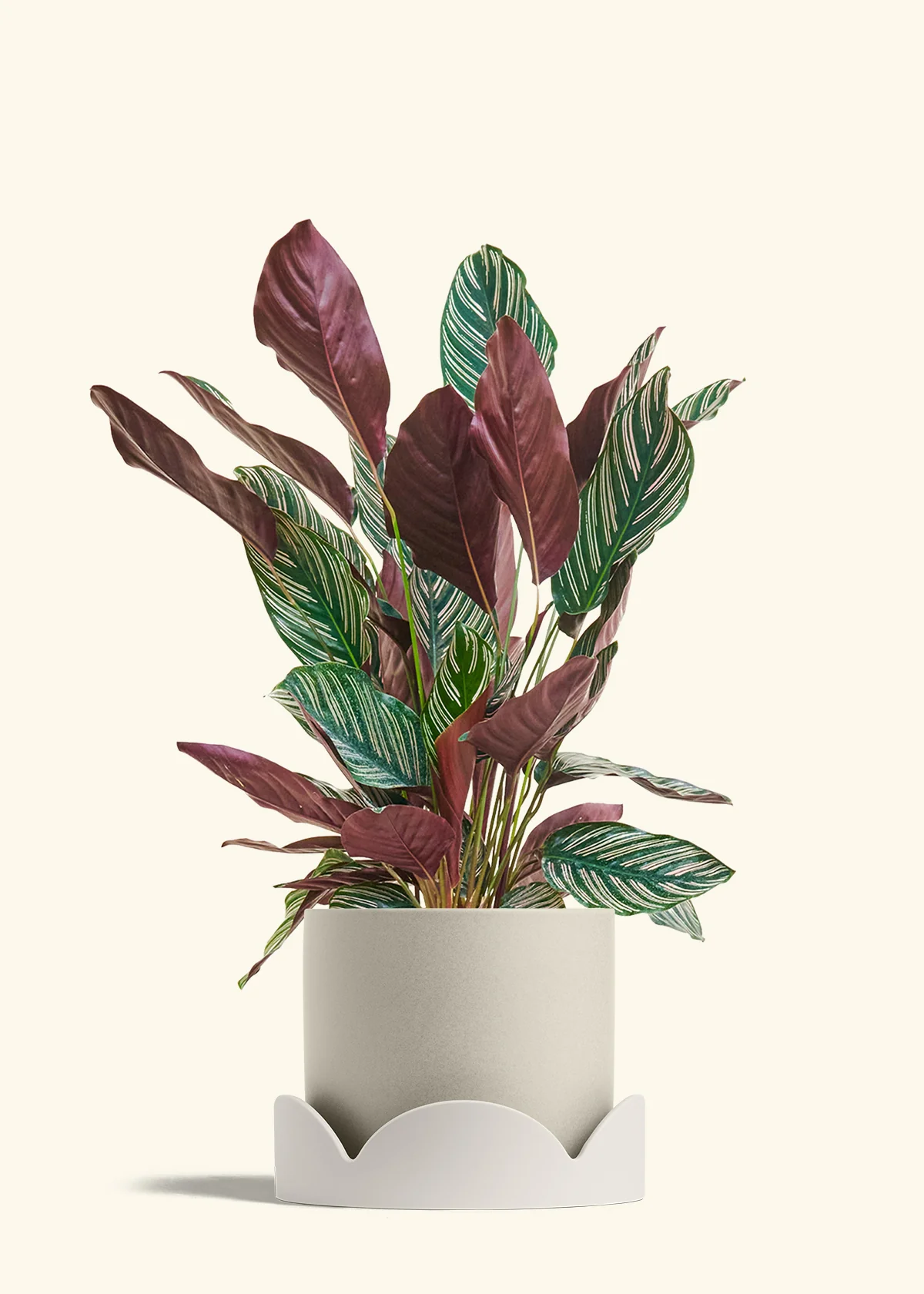 Calathea 'Pinstripe', Large - Image 33