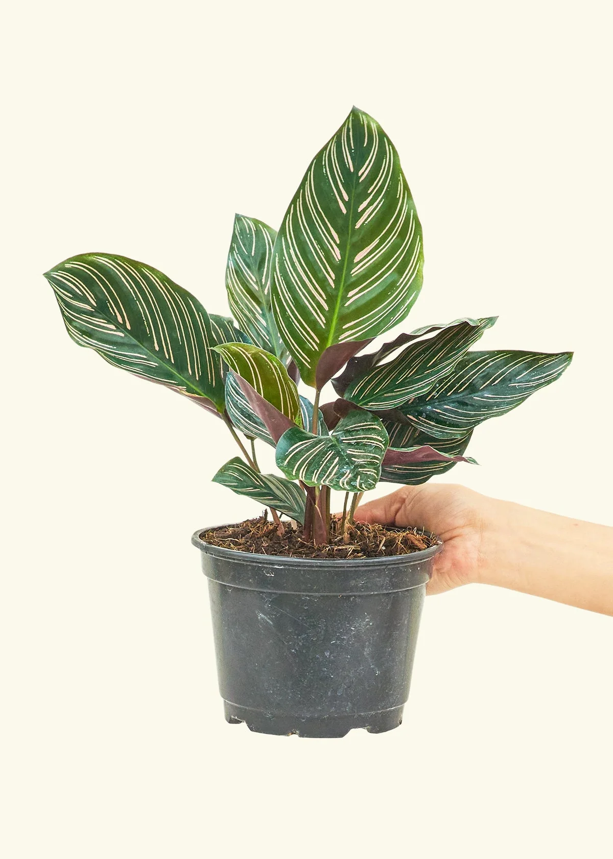 Calathea 'Pinstripe', Medium - Image 2
