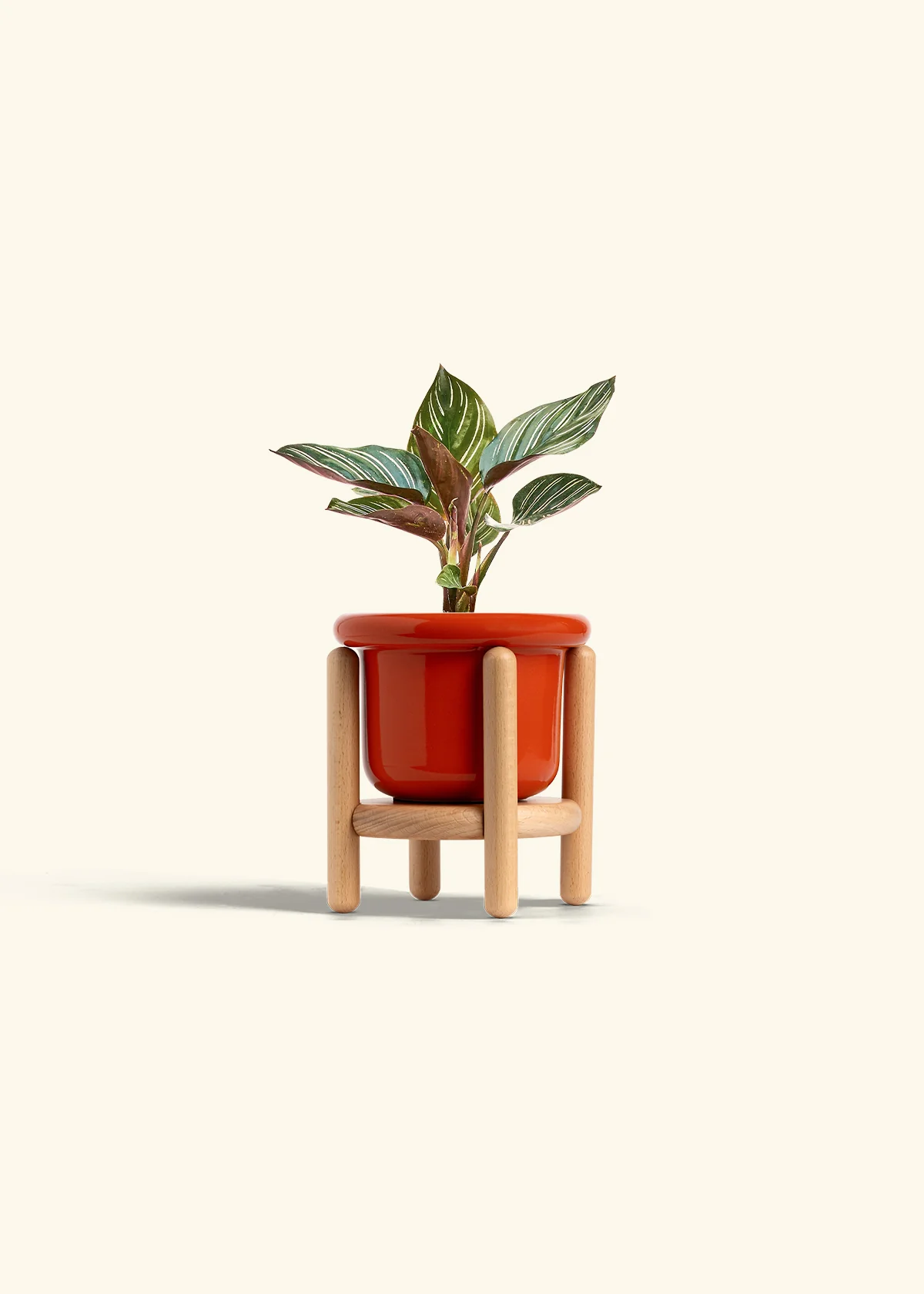 Calathea 'Pinstripe', Small - Image 22