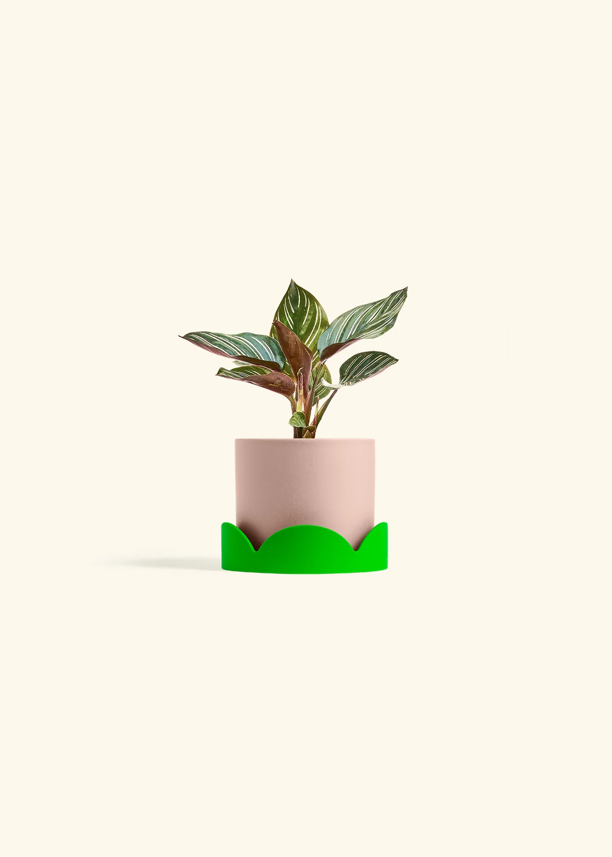 Calathea 'Pinstripe', Small - Image 32
