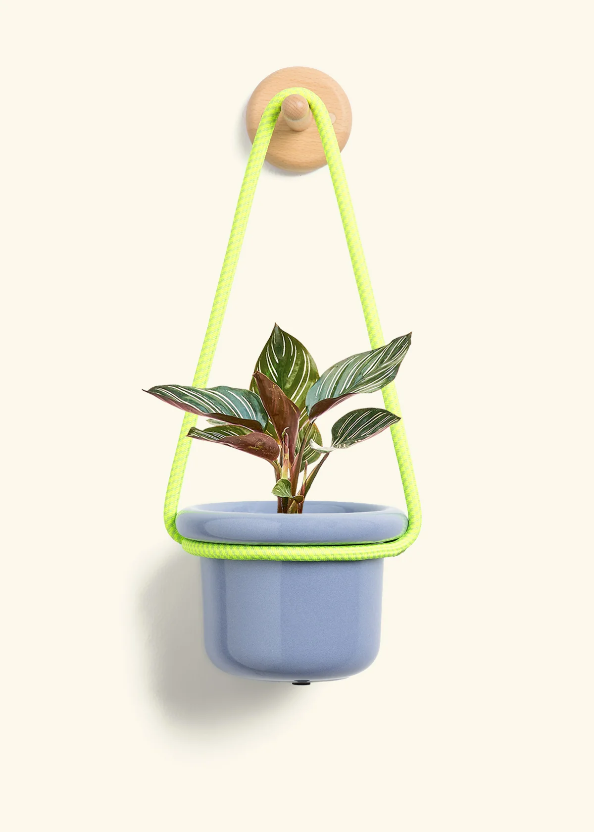 Calathea 'Pinstripe', Small - Image 6