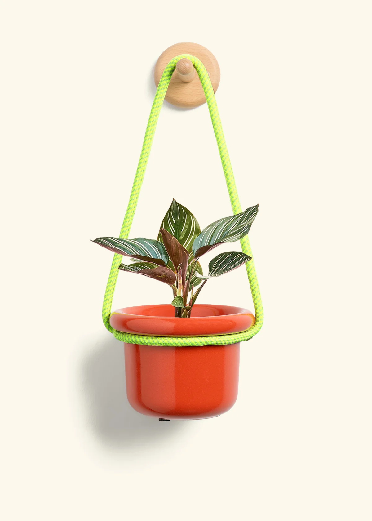 Calathea 'Pinstripe', Small - Image 8