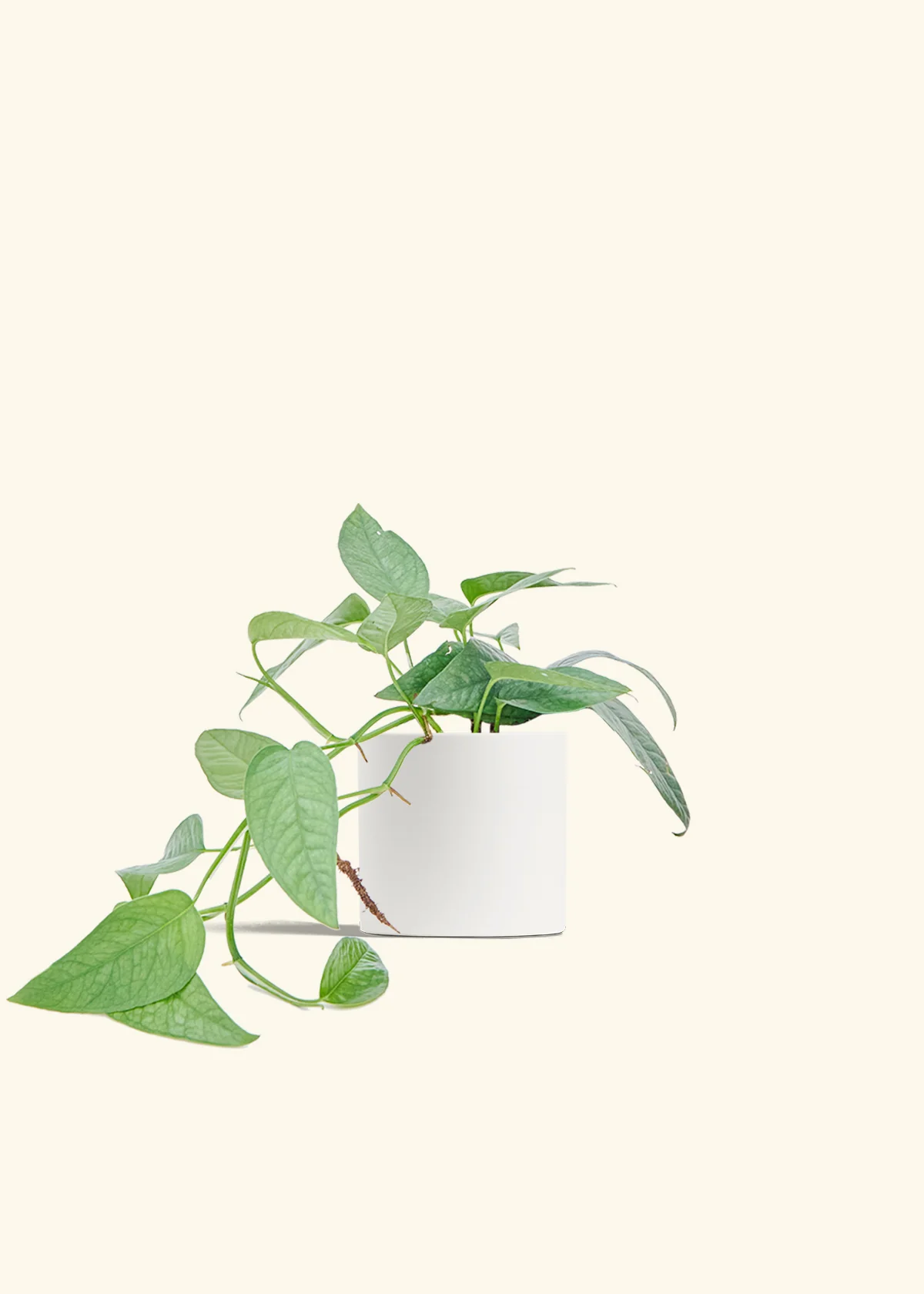 Cebu Blue Pothos, Medium - Image 4