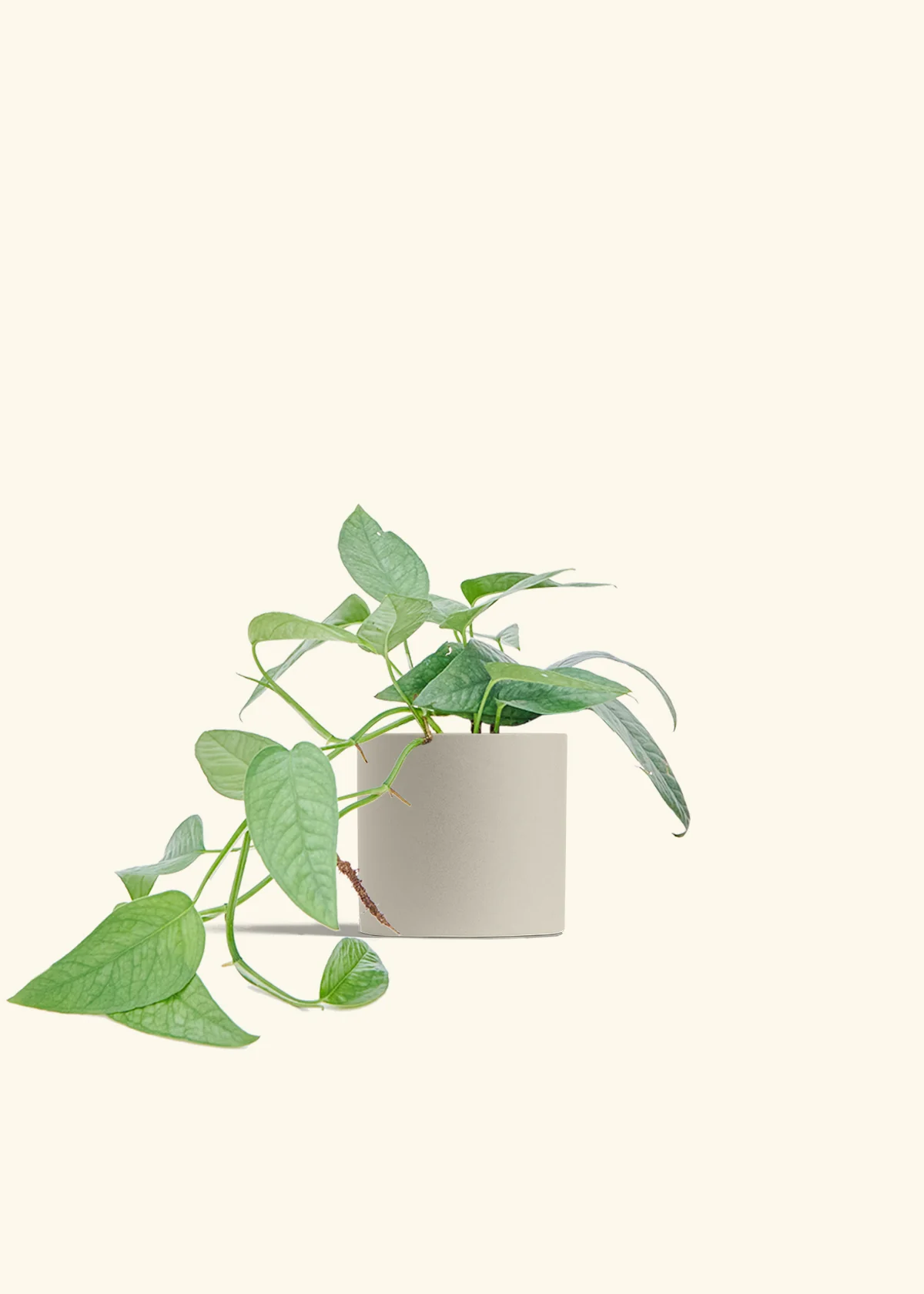 Cebu Blue Pothos, Medium - Image 7