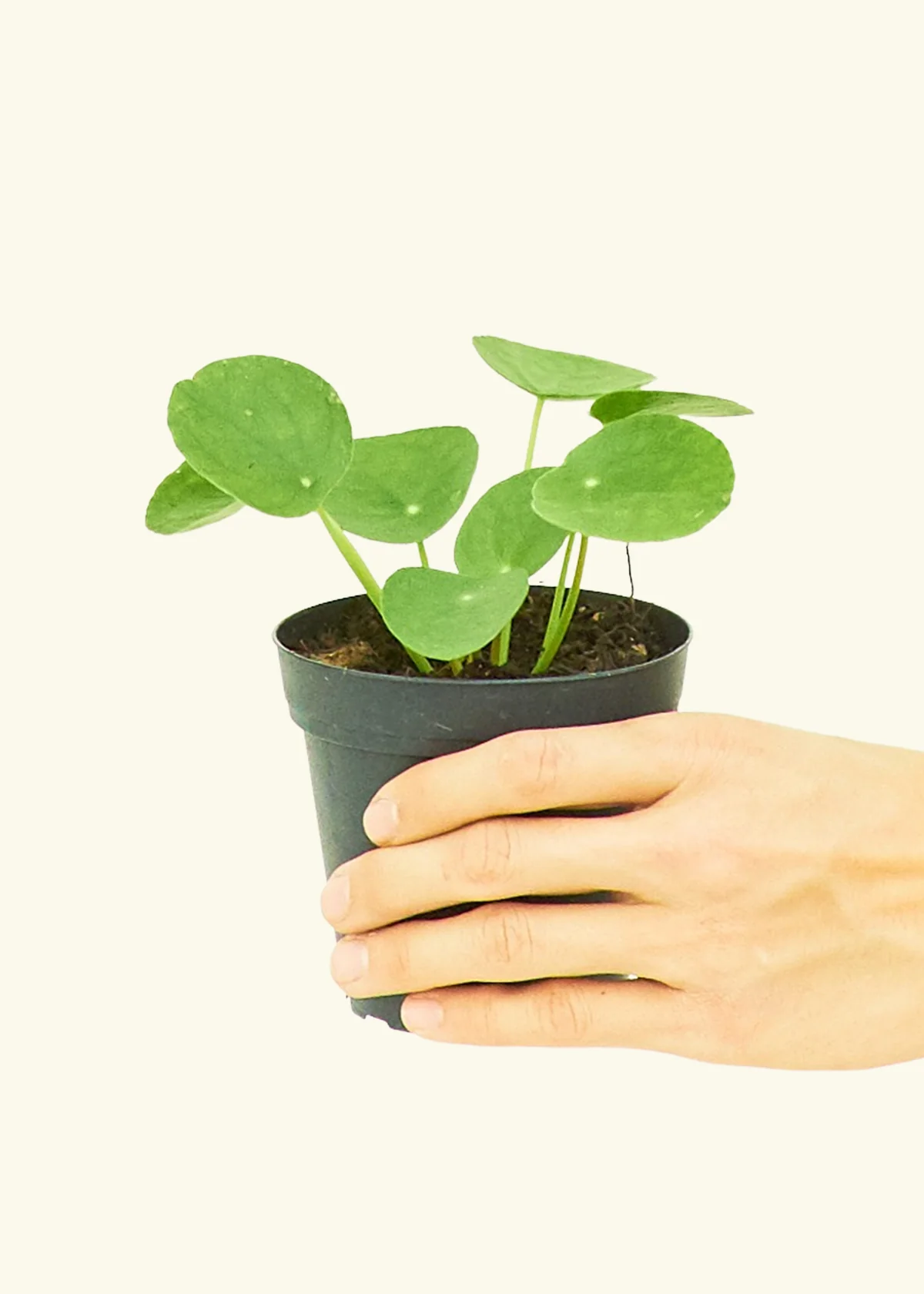 Chinese Money Plant, Small - Image 4