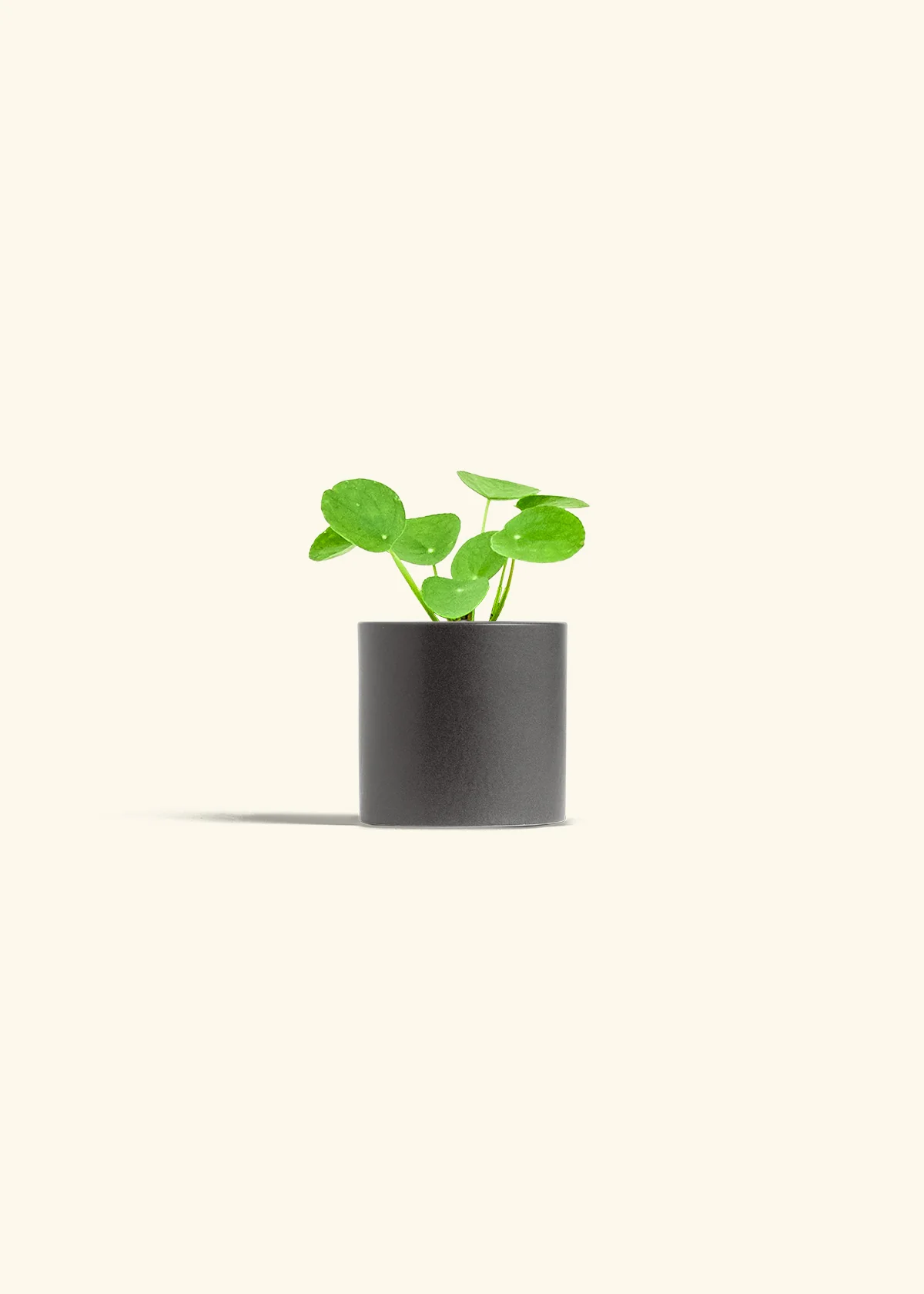 Chinese Money Plant, Small - Image 7
