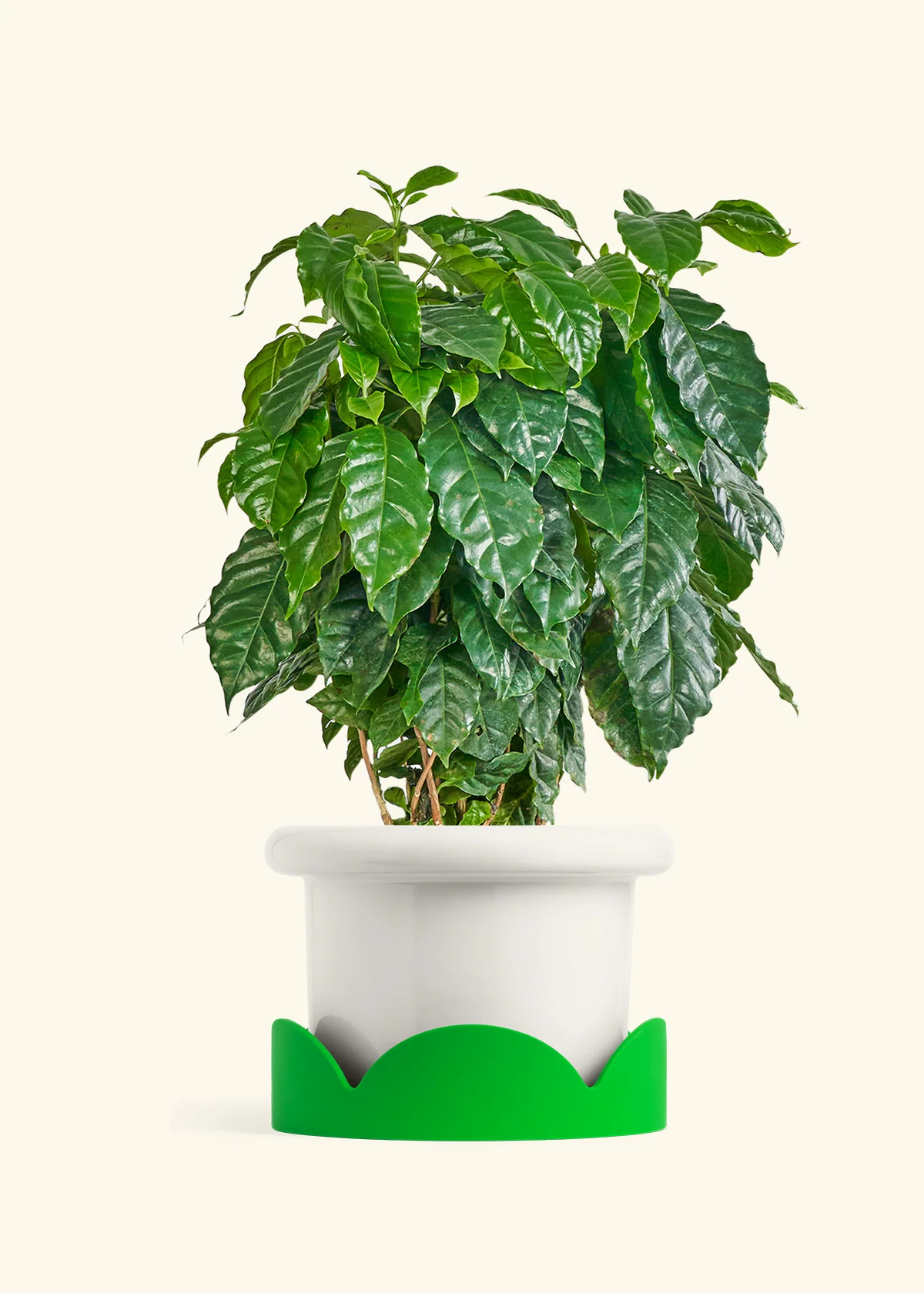 Coffee Plant, XL - Image 5