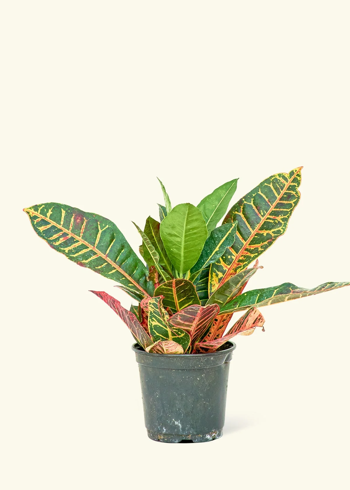 Croton 'Petra', Medium
