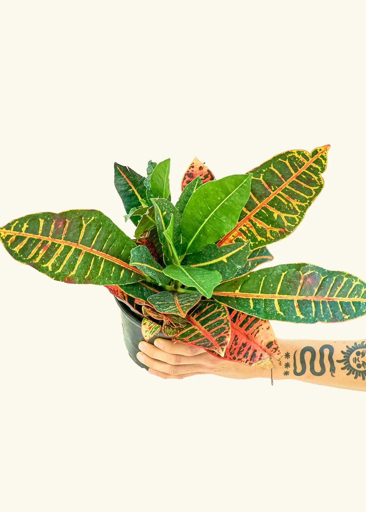 Croton 'Petra', Medium - Image 3