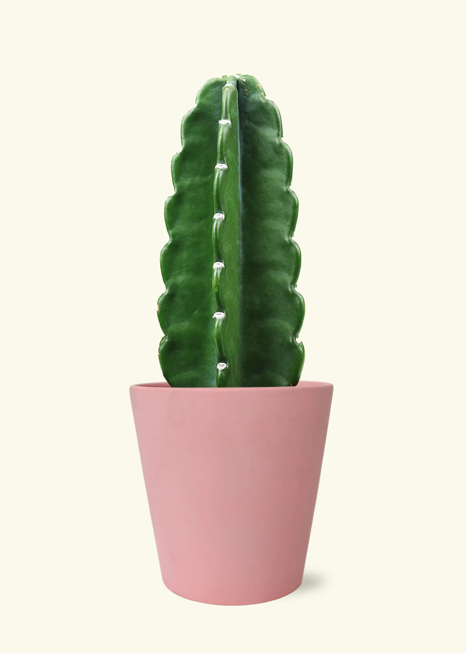 Cuddly Cactus, Medium - Image 4