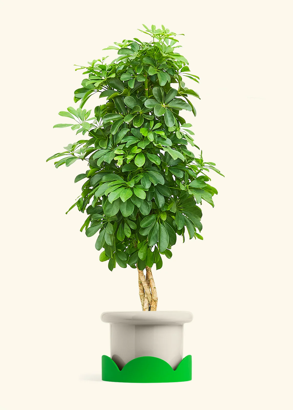 Dwarf Umbrella Tree, XL - Image 16