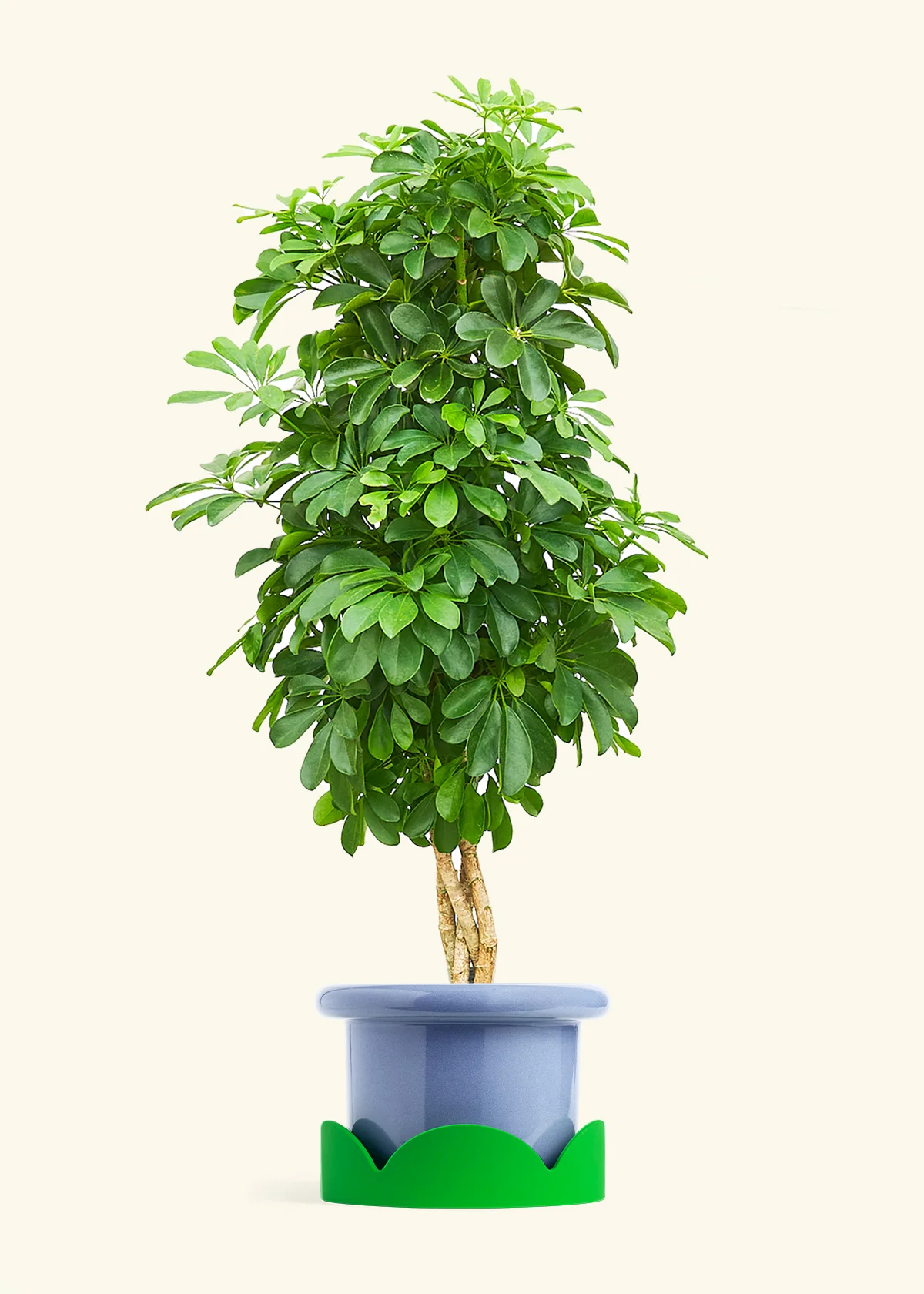 Dwarf Umbrella Tree, XL - Image 8