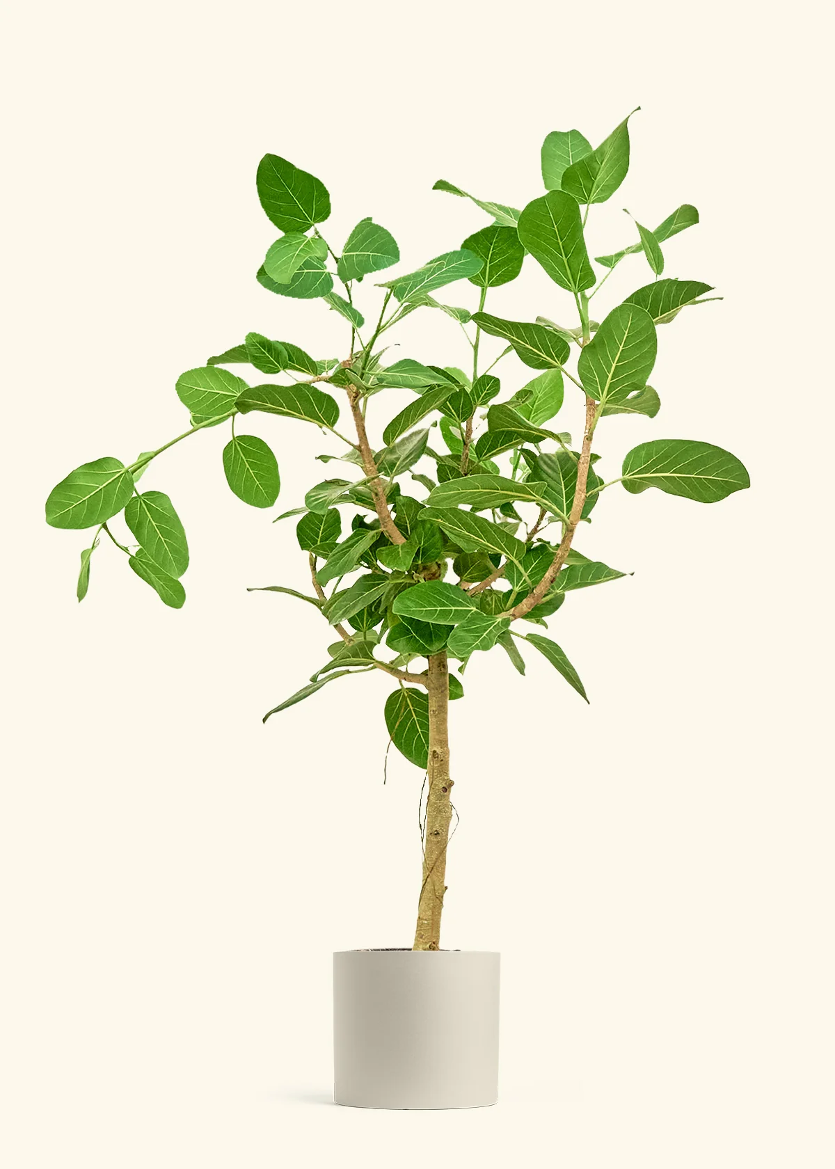 Ficus 'Audrey', XL - Image 6