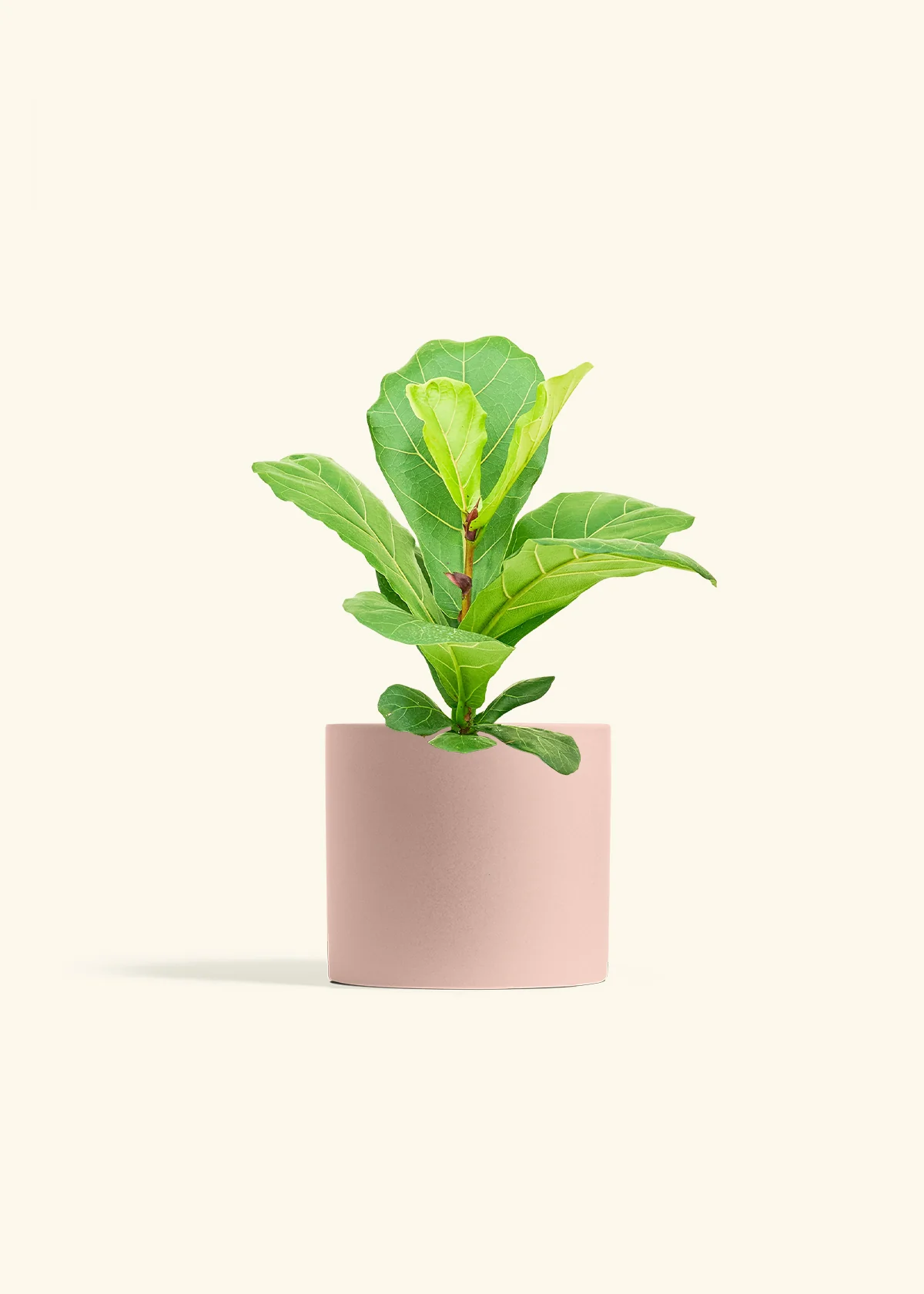 Fiddle Leaf Fig, Medium - Image 5